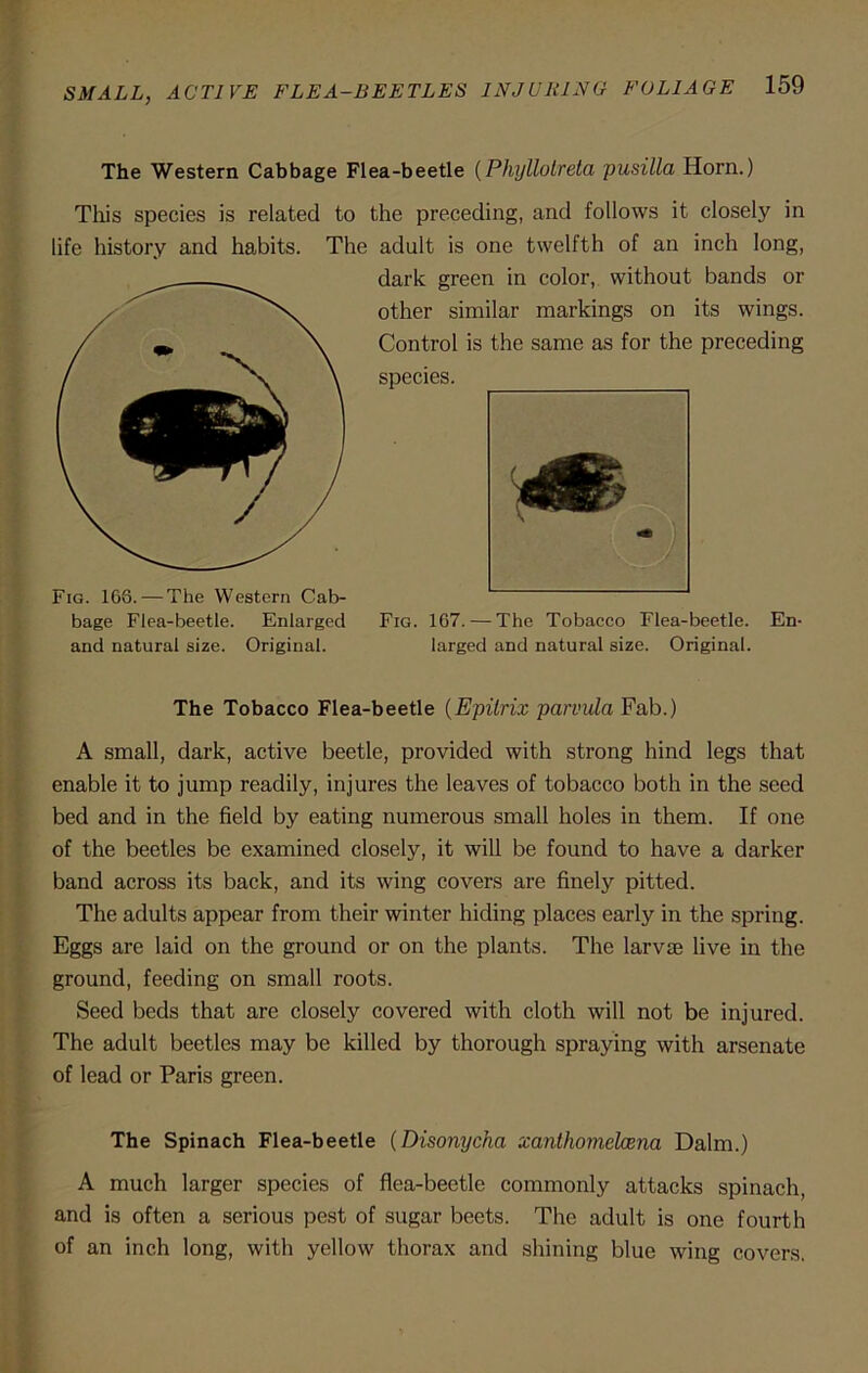 The Western Cabbage Flea-beetle (Phyllotreta pusilla Horn.) This species is related to the preceding, and follows it closely in life history and habits. The adult is one twelfth of an inch long, dark green in color, without bands or other similar markings on its wings. Control is the same as for the preceding species. Fig. 167. — The Tobacco Flea-beetle. En- larged and natural size. Original. The Tobacco Flea-beetle (Epitrix parvula Fab.) A small, dark, active beetle, provided with strong hind legs that enable it to jump readily, injures the leaves of tobacco both in the seed bed and in the field by eating numerous small holes in them. If one of the beetles be examined closely, it will be found to have a darker band across its back, and its wing covers are finely pitted. The adults appear from their winter hiding places early in the spring. Eggs are laid on the ground or on the plants. The larvae live in the ground, feeding on small roots. Seed beds that are closely covered with cloth will not be injured. The adult beetles may be killed by thorough spraying with arsenate of lead or Paris green. The Spinach Flea-beetle (Disonycha xanthomelcena Dalm.) A much larger species of flea-beetle commonly attacks spinach, and is often a serious pest of sugar beets. The adult is one fourth of an inch long, with yellow thorax and shining blue wing covers. Fig. 166. — The Western Cab- bage Flea-beetle. Enlarged and natural size. Original.