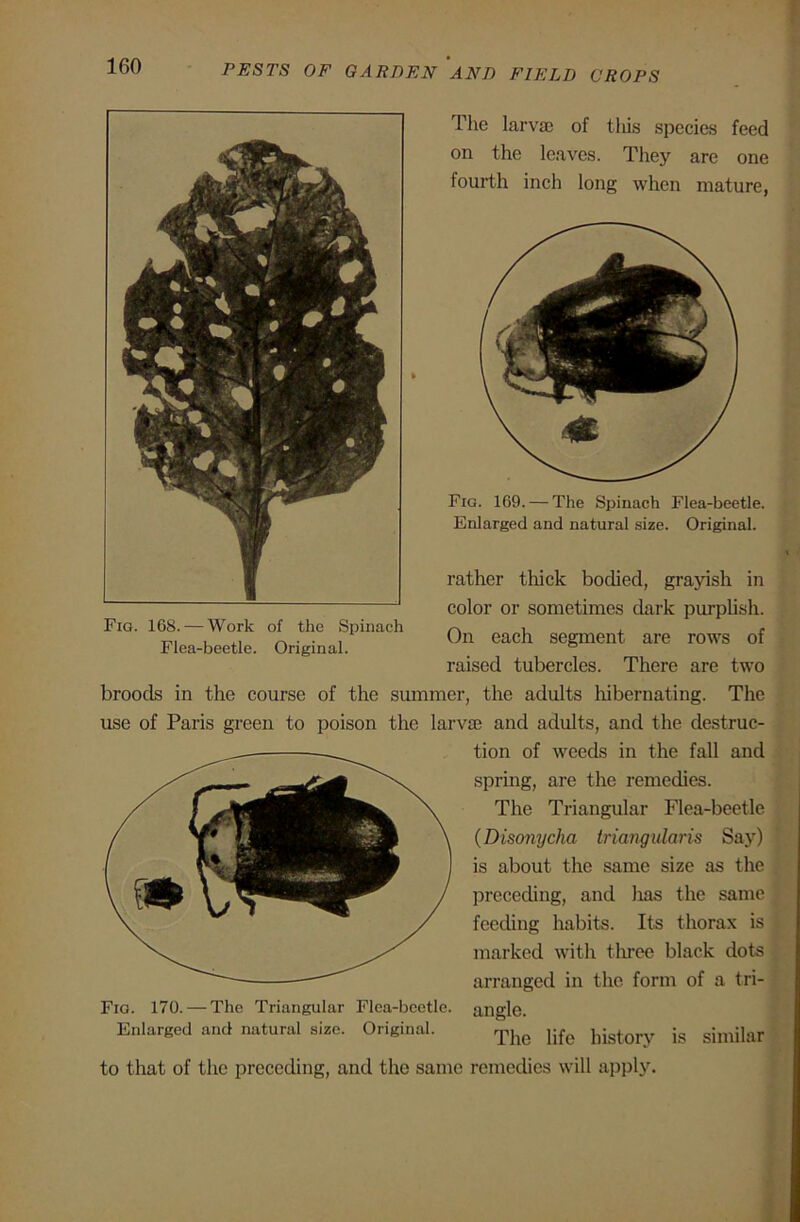 Fig. 168. — Work of the Spinach Flea-beetle. Original. rather thick bodied, grayish in color or sometimes dark purplish. On each segment are rows of raised tubercles. There are two broods in the course of the summer, the adults hibernating. The use of Paris green to poison the larvae and adults, and the destruc- tion of weeds in the fall and spring, are the remedies. The Triangular Flea-beetle (Disonycha triangularis Say) is about the same size as the preceding, and has the same feeding habits. Its thorax is marked with three black dots arranged in the form of a tri- The larvae of this species feed on the leaves. They are one fourth inch long when mature, Fig. 169. — The Spinach Flea-beetle. Enlarged and natural size. Original. Fig. 170. — The Triangular Flea-beetle, angle. Enlarged and natural size. Original. The Ufe history js similar to that of the preceding, and the same remedies will apply.