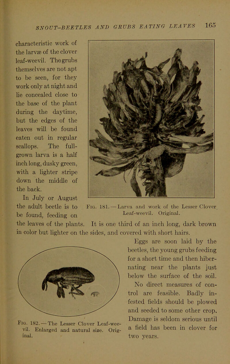 characteristic work of the larva; of the clover leaf-weevil. The grubs themselves are not apt to be seen, for they work only at night and he concealed close to the base of the plant during the daytime, but the edges of the leaves will be found eaten out in regular scallops. The full- grown larva is a half inch long, dusky green, with a lighter stripe down the middle of the back. In July or August the adult beetle is to Fig. 181. — Larva and work of the Lesser Clover be found, feeding on Leaf-weevil. Original. the leaves of the plants. It is one third of an inch long, dark brown in color but lighter on the sides, and covered with short hairs. Eggs are soon laid by the beetles, the young grubs feeding for a short time and then hiber- nating near the plants just below the surface of the soil. No direct measures of con- trol are feasible. Badly in- fested fields should be plowed and seeded to some other crop. Damage is seldom serious until a field has been in clover for two years. Fig. 182. — The Lesser Clover Leaf-wee- vil. Enlarged and natural size. Orig- inal.