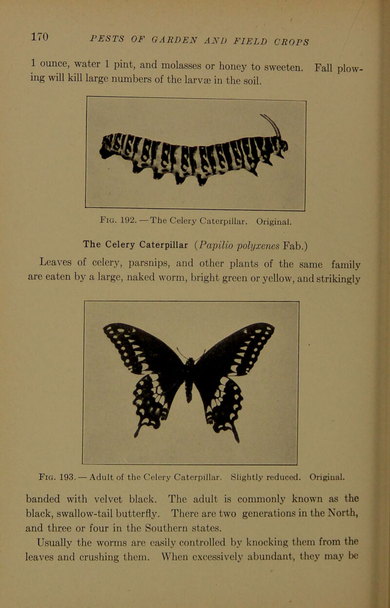 1 ounce, water 1 pint, and molasses or honey to sweeten. Fall plow- ing will kill large numbers of the larva) in the soil. Fig. 192.—The Celery Caterpillar. Original. The Celery Caterpillar (Papilio polyxenes Fab.) Leaves of celery, parsnips, and other plants of the same family are eaten by a large, naked worm, bright green or yellow, and strikingly Fig. 193. — Adult of the Celery Caterpillar. Slightly reduced. Original. banded with velvet black. The adult is commonly known as the black, swallow-tail butterfly. There are two generations in the North, and three or four in the Southern states. Usually the worms are easily controlled by knocking them from the leaves and crushing them. When excessively abundant, they may be