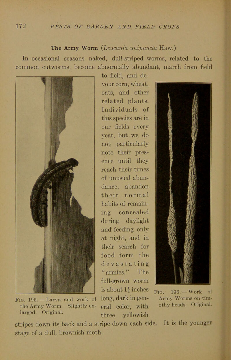 The Army Worm (Leucania unipuncta Haw.) In occasional seasons naked, dull-striped worms, related to the common cutworms, become abnormally abundant, march from field to field, and de- vour corn, wheat, oats, and other related plants. Individuals of this species are in our fields every year, but we do not particularly note their pres- ence until they reach their times of unusual abun- dance, abandon their normal habits of remain- ing concealed during daylight and feeding only at night, and in their search for food form the devastating “armies.” The full-grown worm is about lj inches Fig. 195. — Larva'and work of long, dark in gen- the Army Worm. Slightly cn- oral color, with larged. Original. three yellowish stripes down its back and a stripe down each side stage of a dull, brownish moth. Fro. 19C. — Work of Army Worms on tim- othy heads. Original. It is the younger