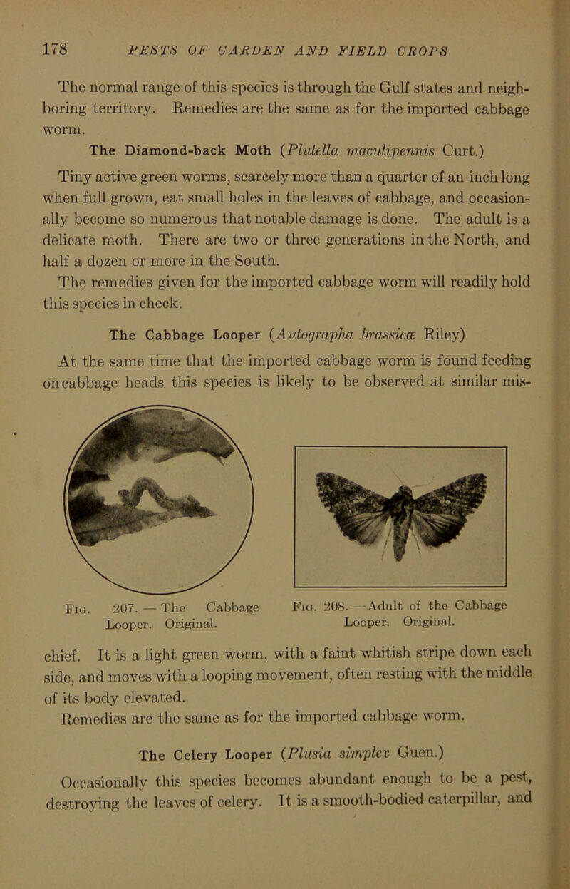 The normal range of this species is through the Gulf states and neigh- boring territory. Remedies are the same as for the imported cabbage worm. The Diamond-back Moth (Plutella maculipennis Curt.) Tiny active green worms, scarcely more than a quarter of an inch long when full grown, eat small holes in the leaves of cabbage, and occasion- ally become so numerous that notable damage is done. The adult is a delicate moth. There are two or three generations in the North, and half a dozen or more in the South. The remedies given for the imported cabbage worm will readily hold this species in check. The Cabbage Looper (Autographa brassicce Riley) At the same time that the imported cabbage worm is found feeding on cabbage heads this species is likely to be observed at similar mis- FIG. 207. —The Cabbage Fio. 208. —Adult of the Cabbage Looper. Original. Looper. Original. chief. It is a light green worm, with a faint whitish stripe down each side, and moves with a looping movement, often resting with the middle of its body elevated. Remedies are the same as for the imported cabbage worm. The Celery Looper (Plusia simplex Gucn.) Occasionally this species becomes abundant enough to be a pest, destroying the leaves of celery. It is a smooth-bodied caterpillar, and