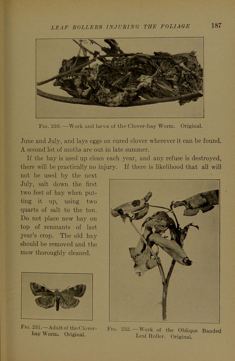 Fig. 230.—Work and larva of the Clover-hay Worm. Original. June and July, and lays eggs on cured clover wherever it can be found. A second lot of moths are out in late summer. If the hay is used up clean each year, and any refuse is destroyed, there will be practically no injury. If there is likelihood that all will not be used by the next July, salt down the first two feet of hay when put- ting it up, using two quarts of salt to the ton. Do not place new hay on top of remnants of last year’s crop. The old hay should be removed and the mow thoroughly cleaned. Fig. 231.—Adult of the Clover- hay Worm. Original. Fig. 232. Work of the Oblique Banded Leaf Roller. Original.