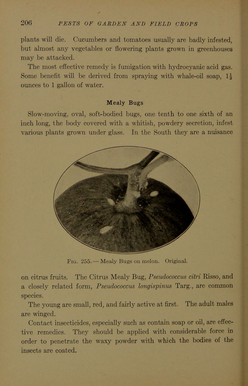 plants will die. Cucumbers and tomatoes usually are badly infested, but almost any vegetables or flowering plants grown in greenhouses may be attacked. The most effective remedy is fumigation with hydrocyanic acid gas. Some benefit will be derived from spraying with whale-oil soap, H ounces to 1 gallon of water. Mealy Bugs Slow-moving, oval, soft-bodied bugs, one tenth to one sixth of an inch long, the body covered with a whitish, powdery secretion, infest various plants grown under glass. In the South they are a nuisance Fig. 255. — Mealy Bugs on melon. Original. on citrus fruits. The Citrus Mealy Bug, Pseudococcus citri Risso, and a closely related form, Pseudococcus longispinus Targ., are common species. The young are small, red, and fairly active at first. The adult males are winged. Contact insecticides, especially such as contain soap or oil, are effec- tive remedies. They should be applied with considerable force in order to penetrate the waxy powder with which the bodies of the insects are coated.