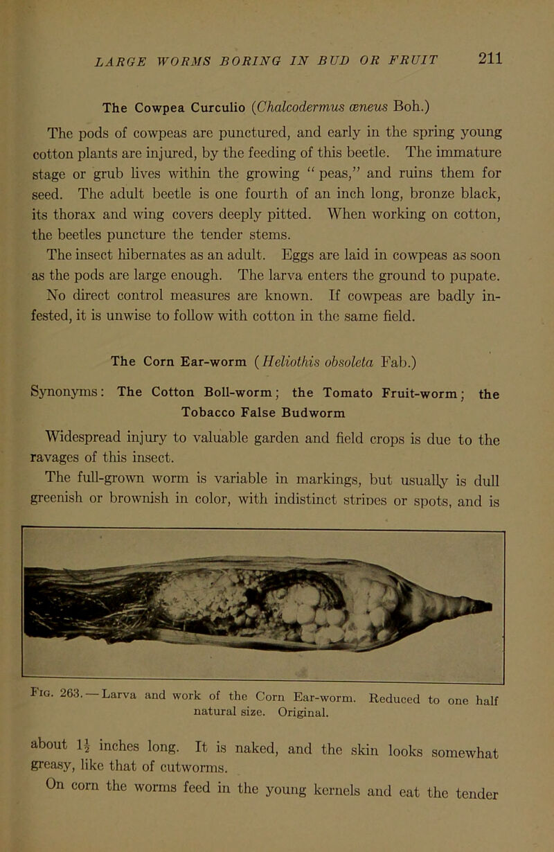 The Cowpea Curculio (Chalcodermus ceneus Boh.) The pods of cowpeas are punctured, and early in the spring young cotton plants are injured, by the feeding of this beetle. The immature stage or grub lives within the growing “ peas,” and ruins them for seed. The adult beetle is one fourth of an inch long, bronze black, its thorax and wing covers deeply pitted. When working on cotton, the beetles {juncture the tender stems. The insect hibernates as an adult. Eggs are laid in cowpeas as soon as the pods are large enough. The larva enters the ground to pupate. No direct control measures are known. If cowpeas are badly in- fested, it is unwise to follow with cotton in the same field. The Corn Ear-worm (ITeliolliis obsoleta Fab.) Synonyms: The Cotton Boll-worm; the Tomato Fruit-worm; the Tobacco False Budworm Widespread injury to valuable garden and field crops is due to the ravages of this insect. The full-grown worm is variable in markings, but usually is dull greenish or brownish in color, with indistinct strines or spots, and is Fig. 263. —Larva and work of the Corn Ear-worm. Reduced to one half natural size. Original. about 1’ inches long. It is naked, and the skin looks somewhat greasy, like that of cutworms. On com the worms feed in the young kernels and eat the tender