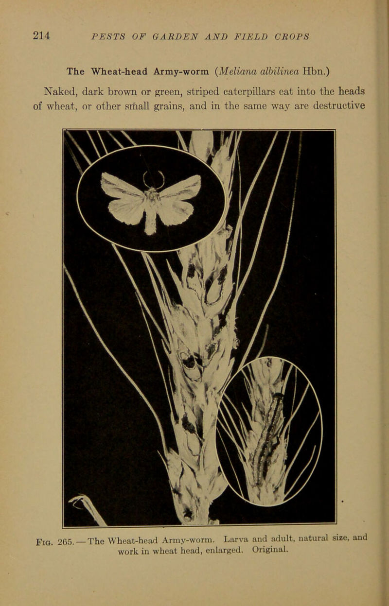 The Wheat-head Army-worm (Meliana albilinea Hbn.) Naked, dark brown or green, striped caterpillars eat into the heads of wheat, or other small grains, and in the same way are destructive Fia. 265. — The Wheat-head Army-worm. Larva and adult, natural size, and work in wheat head, enlarged. Original.
