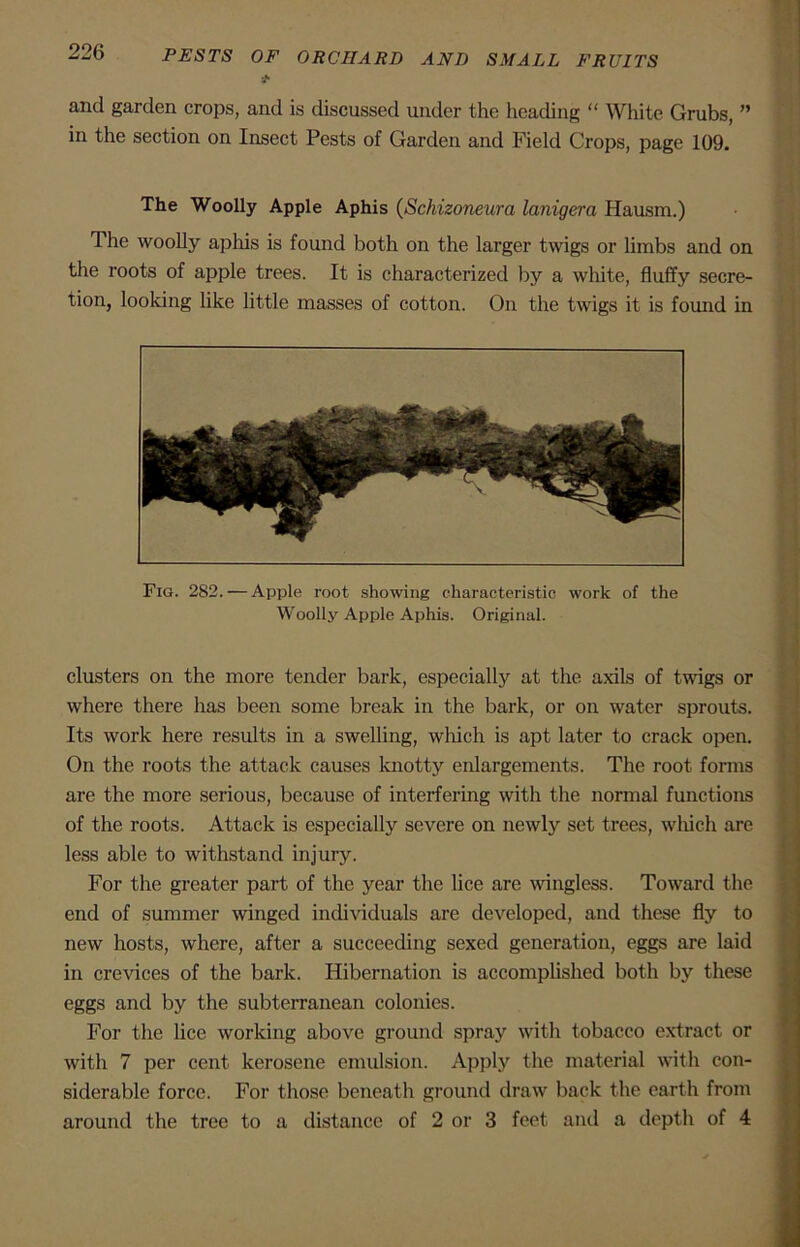 * and garden crops, and is discussed under the heading “ White Grubs, ” in the section on Insect Pests of Garden and Field Crops, page 109. The Woolly Apple Aphis (Schizorwura lanigera Hausm.) The woolly aphis is found both on the larger twigs or limbs and on the roots of apple trees. It is characterized by a white, fluffy secre- tion, looking like little masses of cotton. On the twigs it is found in Fig. 282. — Apple root showing characteristic work of the Woolly Apple Aphis. Original. clusters on the more tender bark, especially at the axils of twigs or where there has been some break in the bark, or on water sprouts. Its work here results in a swelling, which is apt later to crack open. On the roots the attack causes knotty enlargements. The root forms are the more serious, because of interfering with the normal functions of the roots. Attack is especially severe on newly set trees, which are less able to withstand injury. For the greater part of the year the lice are wingless. Toward the end of summer winged individuals are developed, and these fly to new hosts, where, after a succeeding sexed generation, eggs are laid in crevices of the bark. Hibernation is accomplished both by these eggs and by the subterranean colonies. For the lice working above ground spray with tobacco extract or with 7 per cent kerosene emulsion. Apply the material with con- siderable force. For those beneath ground draw back the earth from around the tree to a distance of 2 or 3 feet anti a depth of 4