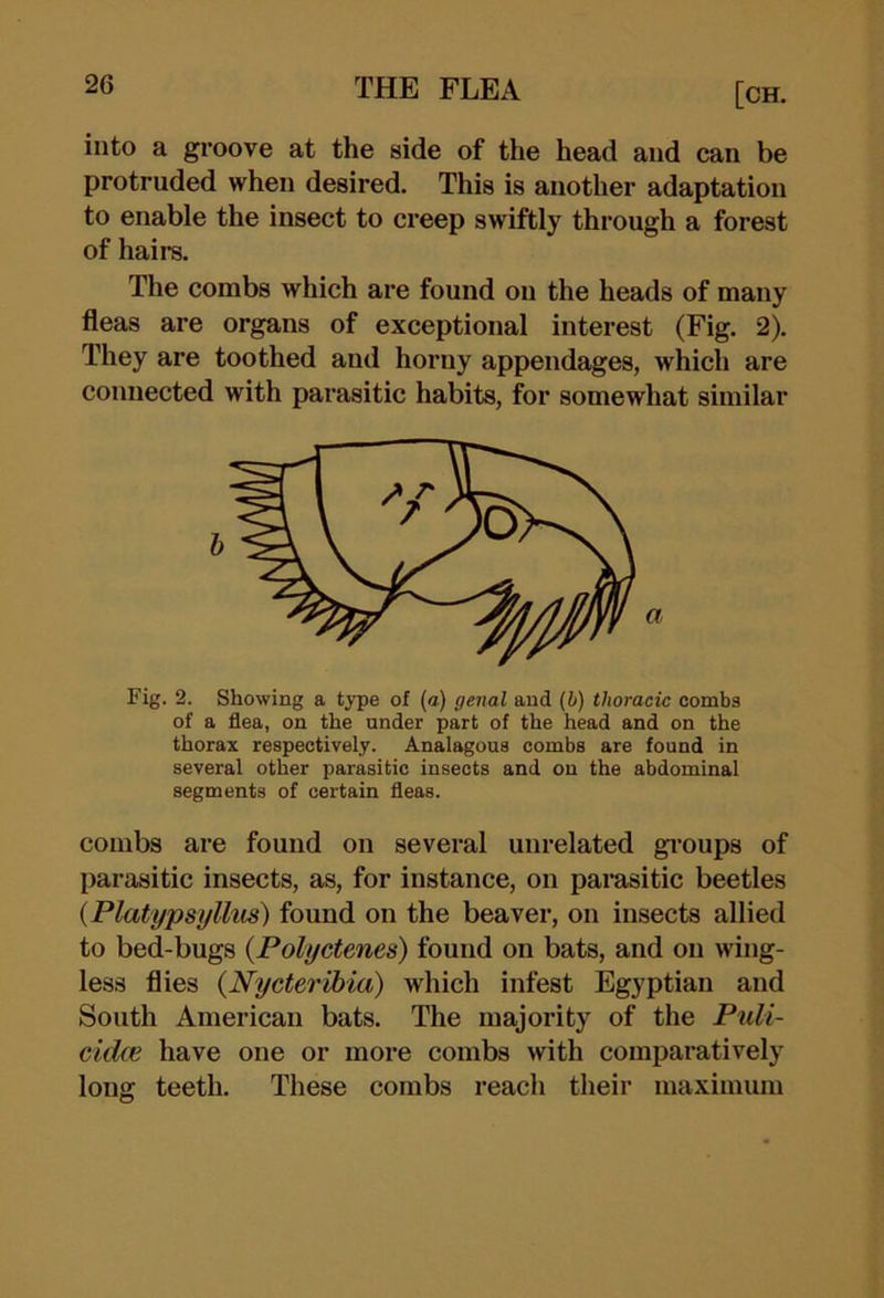 into a groove at the side of the head and can be protruded when desired. This is another adaptation to enable the insect to creep swiftly through a forest of hairs. The combs which are found on the heads of many fleas are organs of exceptional interest (Fig. 2). They are toothed and horny appendages, which are connected with parasitic habits, for somewhat similar Fig. 2. Showing a type of (cr.) genal and (i) thoracic combs of a flea, on the under part of the head and on the thorax respectively. Analagous combs are found in several other parasitic insects and on the abdominal segments of certain fleas. combs are found on several unrelated gi-oups of parasitic insects, as, for instance, on parasitic beetles {Platypsyllus) found on the beaver, on insects allied to bed-bugs {Polyctenes) found on bats, and on wing- less flies {Nycteribia) which infest Egyptian and South American bats. The majority of the Puli- cid(e have one or more combs with comparatively long teeth. These combs reach their maximum