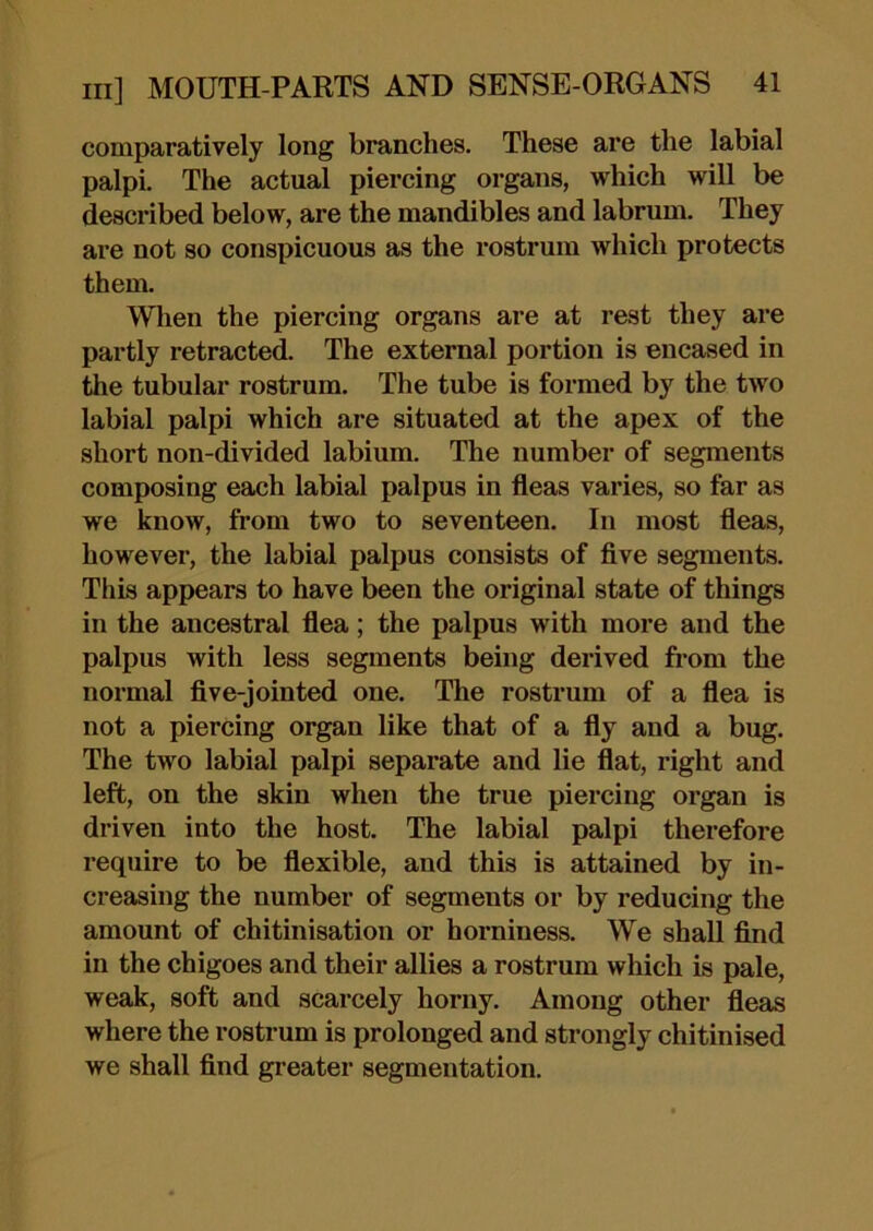 comparatively long branches. These are the labial palpi. The actual piercing organs, which will be described below, are the mandibles and labrum. They are not so conspicuous as the rostrum which protects them. When the piercing organs are at rest they are partly retracted. The external portion is encased in the tubular rostrum. The tube is formed by the two labial palpi which are situated at the apex of the short non-divided labium. The number of segments composing each labial palpus in fleas varies, so far as we know, from two to seventeen. In most fleas, however, the labial palpus consists of five segments. This appears to have been the original state of things in the ancestral flea; the palpus with more and the palpus with less segments being derived from the normal five-jointed one. The rostrum of a flea is not a piercing organ like that of a fly and a bug. The two labial palpi separate and lie flat, right and left, on the skin when the true piercing organ is driven into the host. The labial palpi therefore require to be flexible, and this is attained by in- creasing the number of segments or by reducing the amount of chitinisation or horniness. We shall find in the chigoes and their allies a rostrum which is pale, weak, soft and scarcely horny. Among other fleas where the rostrum is prolonged and strongly chitinised we shall find greater segmentation.