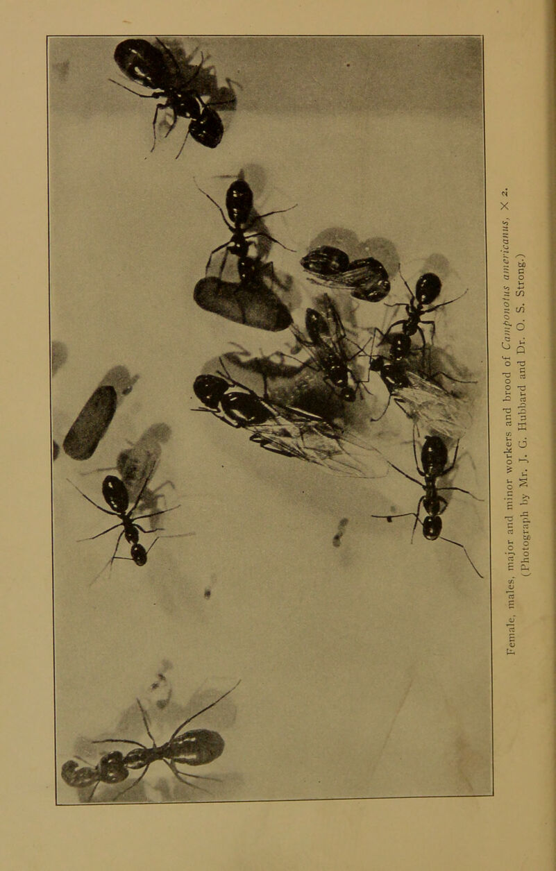 Female, males, major and minor workers and brood of Camponotus americanns, X 2. (Photograph by Mr. J. G. Hubbard and Dr. O, S. Strong.)