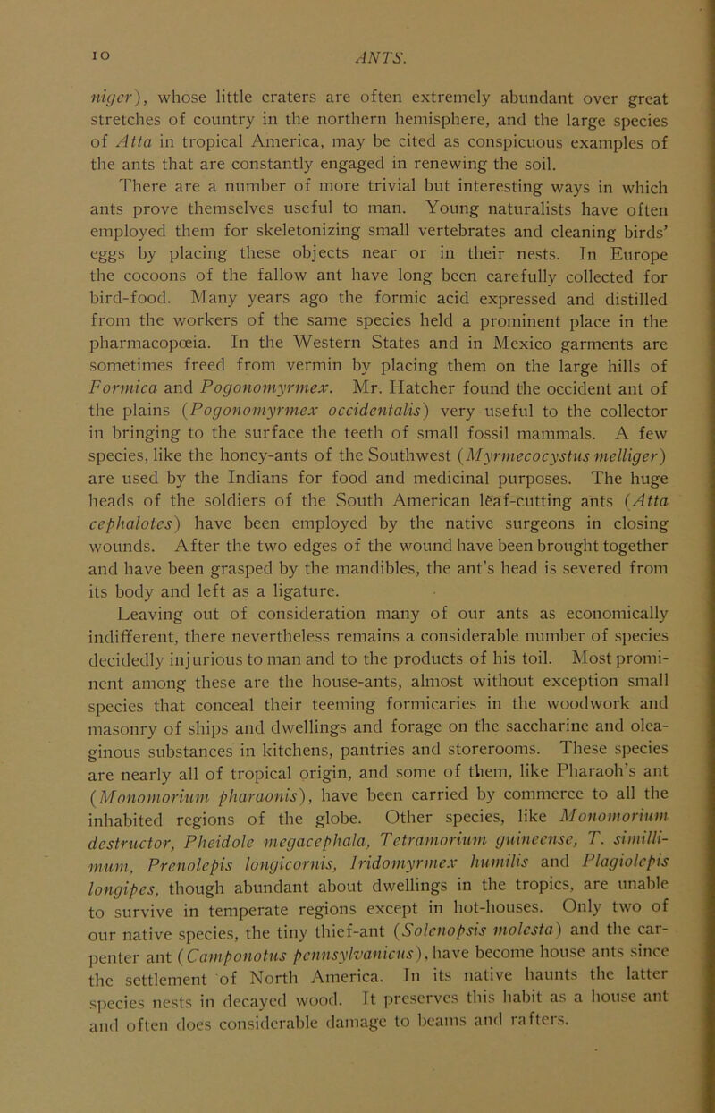 niycr), whose little craters are often extremely abundant over great stretches of country in the northern hemisphere, and the large species of Atta in tropical America, may be cited as conspicuous examples of the ants that are constantly engaged in renewing the soil. There are a number of more trivial but interesting ways in which ants prove themselves useful to man. Young naturalists have often employed them for skeletonizing small vertebrates and cleaning birds’ eggs by placing these objects near or in their nests. In Europe the cocoons of the fallow ant have long been carefully collected for bird-food. Many years ago the formic acid expressed and distilled from the workers of the same species held a prominent place in the pharmacopoeia. In the Western States and in Mexico garments are sometimes freed from vermin by placing them on the large hills of Formica and Pogonomyrmex. Mr. Hatcher found the Occident ant of the plains {Pogonomyrmex occidentalis) very useful to the collector in bringing to the surface the teeth of small fossil mammals. A few species, like the honey-ants of the Southwest {Myrmecocystus melliger) are used by the Indians for food and medicinal purposes. The huge heads of the soldiers of the South American Ifeaf-cutting ants (Atta cephaloies) have been employed by the native surgeons in closing wounds. After the two edges of the wound have been brought together and have been grasped by the mandibles, the ant’s head is severed from its body and left as a ligature. Leaving out of consideration many of our ants as economically indifferent, there nevertheless remains a considerable number of species decidedly injurious to man and to the products of his toil. IMost promi- nent among these are the house-ants, almost without exception small species that conceal their teeming formicaries in the woodwork and masonry of ships and dwellings and forage on the saccharine and olea- ginous substances in kitchens, pantries and storerooms. These species are nearly all of tropical origin, and some of them, like Pharaoh’s ant {Monomorium pharaonis), have been carried by commerce to all the inhabited regions of the globe. Other species, like Monomorium destructor, Pheidole megacephala, Tetramorium guinecnse, T. similli- mum, Prenolepis longicornis, Iridomyrmcx humilis and Plagiolcpis longipes, though abundant about dwellings in the tropics, are unable to survive in temperate regions except in hot-houses. Only two of our native species, the tiny thief-ant {Solenopsis molcsta^ and the car- penter ant {Camponotus pcnnsylvanicus^become house ants since the settlement of North America. In its native haunts the latter species nests in decayed wood. It jjrcserves this habit as a house ant and often does considerable damage to beams and rafters.
