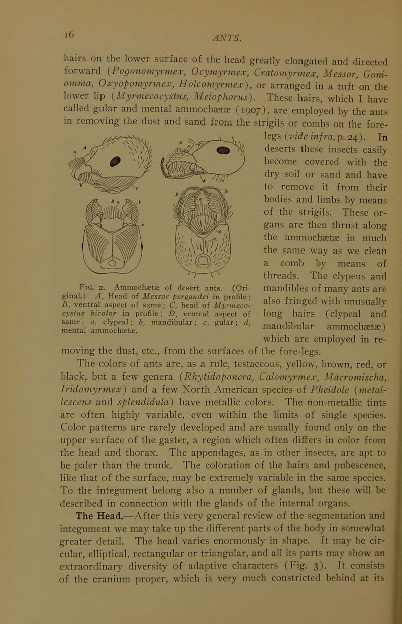 ANTS. hairs on the lower surface of the head greatly elongated and directed forward {Pogonomyrmex, Ocymyrmex, Cratomyrmex, Messor, Goni- oinma, Oxyopomyrmex, Holcomyrmex), or arranged in a tuft on the lower lip {Myrmecocystus, Melophorus). These hairs, which I have called gular and mental ammochastae (1907), are employed by the ants in removing the dust and sand from the strigils or combs on the fore- legs (vide infra, p. 24). In deserts these insects easily become covered with the dry soil or sand and have to remove it from their bodies and limbs by means of the strigils. These or- gans are then thrust along the ammochaetas in much the same way as we clean a comb by means of threads. The clypeus and mandibles of many ants are also fringed with unusually long hairs (clypeal and mandibular ammochaetas) which are employed in re- moving the dust, etc., from the surfaces of the fore-legs. The colors of ants are, as a rule, testaceous, yellow, brown, red, or black, but a few genera (Rhytidoponera, Calomyrmex, Macromischa, Iridomyrmex) and a few North American species of Pheidole {metal- lescens and splendidula) have metallic colors. The non-metallic tints are often highly variable, even within the limits of single species. Color patterns are rarely developed and are usually found only on the upper surface of the gaster, a region which often differs in color from the head and thorax. The appendages, as in other insects, are apt to be paler than the trunk. The coloration of the hairs and pubescence, like that of the surface, may be extremely variable in the same species. To the integument belong also a number of glands, but these will be described in connection with the glands of the internal organs. The Head.—After this very general review of the segmentation and integument we may take up the different parts of the body in somewhat greater detail. The head varies enormously in shape. It may be cir- cular, elliptical, rectangular or triangular, and all its parts may show an extraordinary diversity of adaptive characters (Fig. 3). It consists of the cranium proper, which is very much constricted behind at its Fig. 2. Ammochaetas of desert ants. (Ori- ginal.) A, Head of Messor pergandei in profile ; B, ventral aspect of same ; C, head of Myrmeco- cystus bicolor in profile; D, ventral aspect of same; a, clypeal; b, mandibular; c, gular; d, mental ammochaeta:.