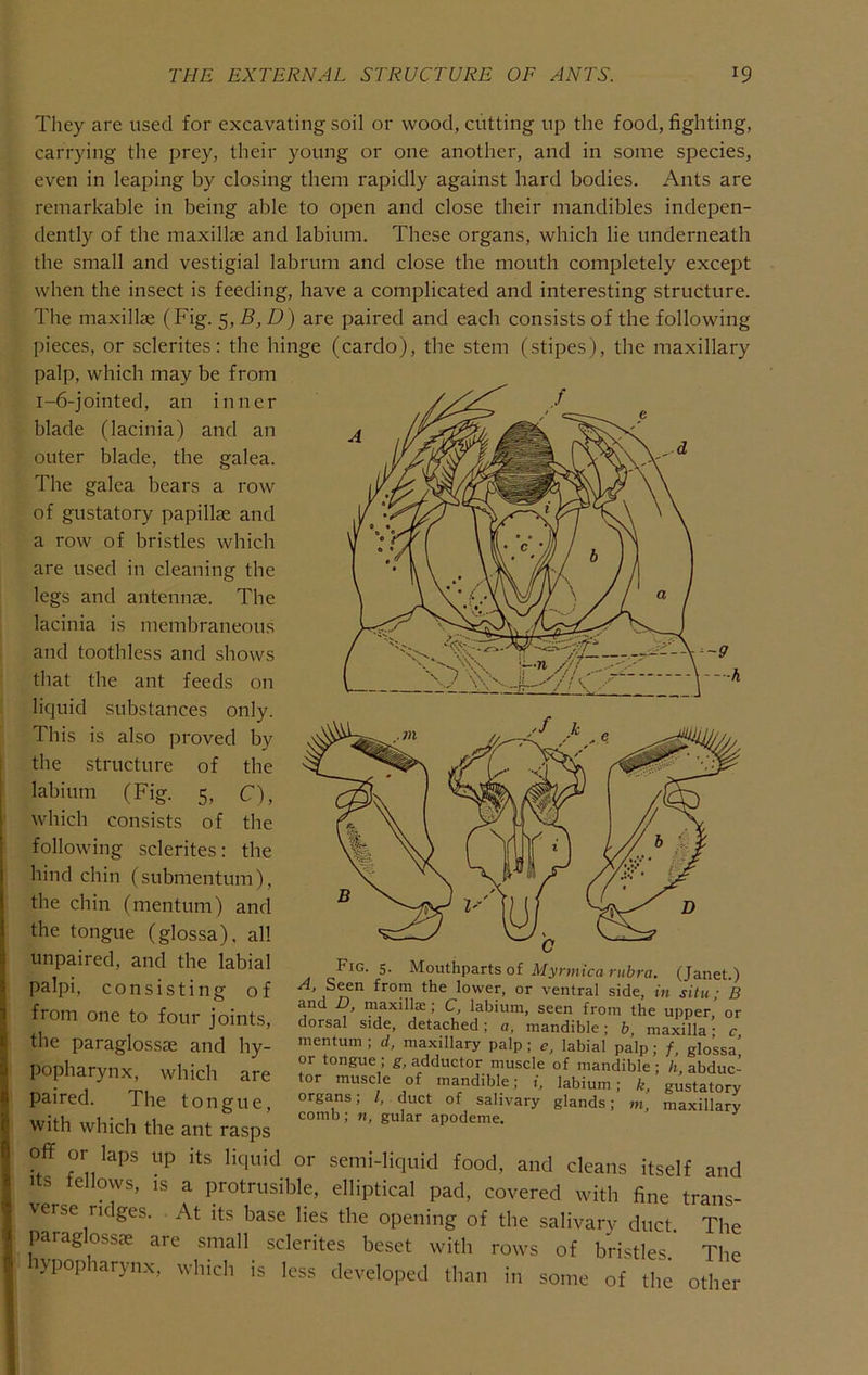 They are used for excavating soil or wood, cutting up the food, fighting, carrying the prey, their young or one another, and in some species, even in leaping by closing them rapidly against hard bodies. Ants are remarkable in being able to open and close their mandibles indepen- dently of the maxillae and labium. These organs, which lie underneath the small and vestigial labrum and close the mouth completely except when the insect is feeding, have a complicated and interesting structure. The maxillae (Fig. $,B,D) are paired and each consists of the following pieces, or sclerites: the hinge (cardo), the stem (stipes), the maxillary palp, which may be from i-6-jointed, an inner blade (lacinia) and an outer blade, the galea. The galea bears a row of gustatory papillae and a row of bristles which are used in cleaning the legs and antennae. The lacinia is membraneous and toothless and shows that the ant feeds on liquid substances only. This is also proved by the structure of the labium (Fig. 5, C), which consists of the following sclerites: the hind chin (submentum), the chin (menturn) and the tongue (glossa), all unpaired, and the labial palpi, consisting of from one to four joints, the paraglossae and hy- popharynx, which are paired. The tongue, with which the ant rasps off or laps up its liquid or semi-liquid food, and cleans itself and 1 s ellows, IS a protrusible, elliptical pad, covered with fine trans- verse ridges. At its base lies the opening of the salivarv duct. The paraglossee are small sclerites beset with rows of bristles.' The the other Fig. 5. Mouthparts of Myrmica rubra. (Janet.) lowep or ventral side, in situ; B and D, maxillie; C, labium, seen from the upper or dorsal side, detached; a, mandible; b, maxilla' c mentum ; d, maxillary palp; e, labial palp; f, glossa’ or tongue ; g, adductor muscle of mandible ; It, abduc- tor muscle of mandible j 1, labium j k organs; /, duct of salivary glands; comb; n, gular apodeme. gustatory maxillary hypopharynx, which is less developed than in some of