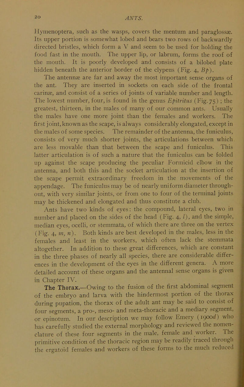 liymenoptera, such as the wasps, covers the mentum and paraglossae. Its upper portion is somewhat lobed and bears two rows of backwardly directed bristles, which form a V and seem to be used for holding the food fast in the mouth. The upper lip, or labrum, forms the roof of the mouth. It is poorly developed and consists of a bilobed plate hidden beneath the anterior border of the clypeus (Fig. 4, Bp). The antennae are far and away the most important sense organs of the ant. They are inserted in sockets on each side of the frontal carinae, and consist of a series of joints of variable number and length. The lowest number, four, is found in the genus Epitritus (Fig. 75) ; the greatest, thirteen, in the males of many of our common ants. Usually the males have one more joint than the females and workers. The first joint, known as the scape, is always considerably elongated, except in the males of some species. The remainder of the antenna, the funiculus, consists of very much shorter joints, the articulations between which are less movable than that between the scape and funiculus. This latter articulation is of such a nature that the funiculus can be folded up against the scape producing the peculiar Formicid elbow in the antenna, and both this and the socket articulation at the insertion of the scape permit extraordinary freedom in the movements of the appendage. The funiculus may be of nearly uniform diameter through- out, with very similar joints, or from one to four of the terminal joints may be thickened and elongated and thus constitute a club. Ants have two kinds of eyes: the compound, lateral eyes, two in number and placed on the sides of the head (Fig. 4,1), and the simple, median eyes, ocelli, or stemmata, of which there are three on the vertex (Fig. 4, m, n). Both kinds are best developed in the males, less in the females and least in the workers, which often lack the stemmata altogether. In addition to these great differences, which are constant in the three phases of nearly all species, there are considerable differ- ences in the development of the eyes in the different genera. A more detailed account of these organs and the antennal sense organs is given in Chapter IV. The Thorax.—Owing to the fusion of the first abdominal segment of the embryo and larva with the hindermost portion of the thorax during pupation, the thorax of the adult ant may be said to consist of four segments, a pro-, meso- and meta-thoracic and a mediary segment, or epinotum. In our description we may follow Emery (1900c/) who has carefully studied the external morphology and reviewed the nomen- clature of these four segments in the male, female and worker. 1 he primitive condition of the thoracic region may be readily tiaced through the ergatoid females and workers of these forms to the much 1 educed