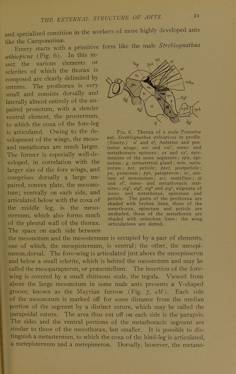 and specialized conclition in the workers of more higlily developed ants like the Camponotinse. , oa 7; Emery starts with a primitive form like the male Streblognathus cethiopicns (Fig. 6). In this m sect the various elements or sclerites of which the thorax is composed are clearly delimited by sutures. The prothorax is very small and consists dorsally and laterally almost entirely of the un- paired pronotum, with a slender ventral element, the prosternum, to which the coxa of the fore-leg is articulated. Owing to the de- velopment of the wings, the meso- and metathorax are much larger. The former is especially well-de- veloped, in correlation with the larger size of the fore wings, and comprises dorsally a large un- paired, convex plate, the mesono- tum; ventrally on each side, and articulated below with the coxa of the middle leg, is the meso- sternum, which also forms much of the pleural wall of the thorax. The space on each side between the mesonotum and the mesosternum is occupied by a pair of elements, one of which, the mesepisternum, is ventral; the other, the mesepi- meron,dorsal. The fore-wing is articulated just above the mesepimeron and below a small sclerite, which is behind the mesonotum and may be called the mesoparapteron, or praescutellum. The insertion of the fore- wing is covered by a small chitinous scale, the tegula. Viewed from above the large mesonotum in some male ants presents a Y-shaped groove, known as the Mayrian furrow (Fig. 7, sM). Each side of the mesonotum is marked off for some distance from the median Fig. 6. Thorax of a male Ponerine ant, Streblognathus cpthiopicus in profile. (Emery.) a' and a, Anterior and pos- terior wings; em and em', meso- and metathoracic epimera; es and es\ epis- ternites of the same segments; epn, epi- notum; g, metasternal gland; mtn, meta- notum ; pet, petiole ; ppet, postpetiole ; pn, pronotum ; ppt, parapteron ; sc, scu- tum of mesonotum; set, scutellum; st and St', meso- and metathoracic ster- nites; st^, st^, stg^ and stg‘‘, stigmata of meso- and metathorax, epinotum and petiole. The parts of the prothorax are shaded with broken lines, those of the mesothorax, epinotum and petiole are unshaded, those of the metathorax are shaded with unbroken lines; the wing articulations are dotted. portion of the segment by a distinct suture, which may be called the parapsidal suture. The area thus cut off on each side is the parapsis. The sides and the ventral portions of the metathoracic segment are similar to those of the mesothorax, but smaller. It is possible to dis- tinguish a metasternum, to which the coxa of the hind-leg is articulated, a metepisternum and a metepimeron. Dorsally. however, the metano-