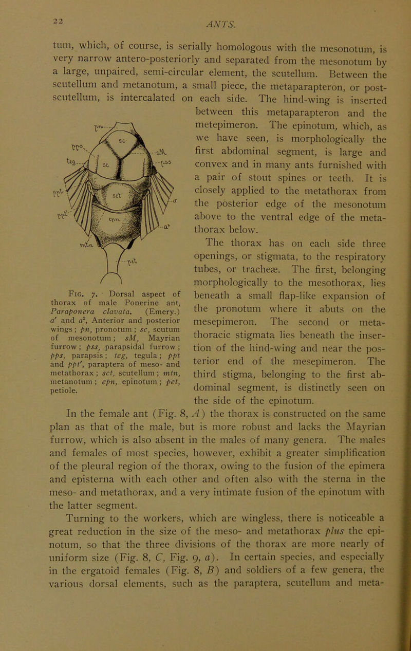 tuni, which, of course, is serially homologous with the mesonotum, is very narrow antero-posteriorly and separated from the mesonotum by a large, unpaired, semi-circular element, the scutellum. Between the scutellum and metanotum, a small piece, the metaparapteron, or post- scutellum, is intercalated on each side. The hind-wing is inserted between this metaparapteron and the metepimeron. The epinotum, which, as we have seen, is morphologically the first abdominal segment, is large and convex and in many ants furnished with a pair of stout spines or teeth. It is closely applied to the metathorax from the posterior edge of the mesonotum above to the ventral edge of the meta- thorax below. The thorax has on each side three openings, or stigmata, to the respiratory tubes, or tracheae. The first, belonging morphologically to the mesothorax, lies beneath a small flap-like expansion of the pronotum where it abuts on the mesepimeron. The second or meta- thoracic stigmata lies beneath the imser- tion of the hind-wing and near the pos- terior end of the mesepimeron. The third stigma, belonging to the first ab- dominal segment, is distinctly seen on the side of the epinotum. In the female ant (Fig. 8, A) the thorax is constructed on the same plan as that of the male, but is more robust and lacks the Mayrian furrow, which is also absent in the males of many genera. The males and females of most species, however, exhibit a greater simplification of the pleural region of the thorax, owing to the fusion of the epimera and episterna with each other and often also with the sterna in the meso- and metathorax, and a very intimate fusion of the epinotum with the latter segment. Turning to the workers, which are wingless, there is noticeable a great reduction in the size of the meso- and metathorax plus the epi- notum, so that the three divisions of the thorax are more nearly of uniform size (Fig. 8, C, Fig. 9, a). In certain species, and especially in the ergatoid females (Fig. 8, B) and soldiers of a few genera, the various dorsal elements, such as the paraptera, scutellum and meta- Fig, 7. Dorsal aspect of thorax of male Ponerine ant, Paraponera clavata. (Emery.) a' and a~. Anterior and posterior wings ; pn, pronotum ; sc, scutum of mesonotum; sM, Mayrian furrow ; pss, parapsidal furrow ; pps, parapsis; teg, tegula; ppt and ppt', paraptera of meso- and metathorax ; set, scutellum ; mtn, metanotum ; epn, epinotum ; pet, petiole.