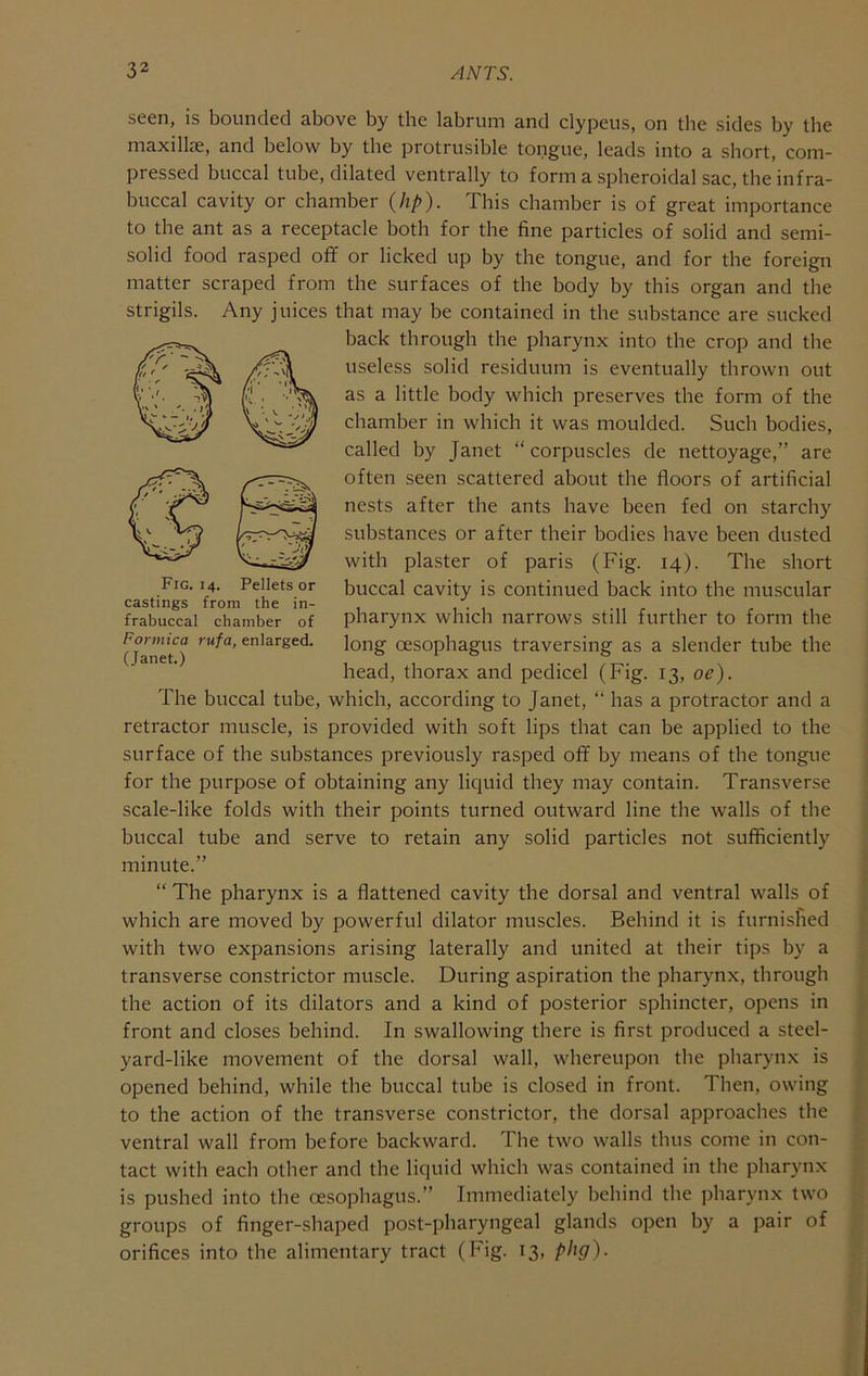 seen, is bounded above by the labrum and clypeus, on the sides by the maxillie, and below by the protrusible tongue, leads into a short, com- pressed buccal tube, dilated ventrally to form a spheroidal sac, the infra- buccal cavity or chamber (hp). This chamber is of great importance to the ant as a receptacle both for the fine particles of solid and semi- solid food rasped off or licked up by the tongue, and for the foreign matter scraped from the surfaces of the body by this organ and the strigils. Any juices that may be contained in the substance are sucked back through the pharynx into the crop and the useless solid residuum is eventually thrown out as a little body which preserves the form of the chamber in which it was moulded. Such bodies, called by Janet “ corpuscles de nettoyage,” are often seen scattered about the floors of artificial nests after the ants have been fed on starchy substances or after their bodies have been dusted with plaster of paris (Fig. 14). The short buccal cavity is continued back into the muscular pharynx which narrows still further to form the long oesophagus traversing as a slender tube the head, thorax and pedicel (Fig. 13, oe). The buccal tube, which, according to Janet, “ has a protractor and a retractor muscle, is provided with soft lips that can be applied to the surface of the substances previously rasped off by means of tbe tongue for the purpose of obtaining any liquid they may contain. Transverse scale-like folds with their points turned outward line the walls of the buccal tube and serve to retain any solid particles not sufficiently minute.” “ The pharynx is a flattened cavity the dorsal and ventral walls of which are moved by powerful dilator muscles. Behind it is furnished with two expansions arising laterally and united at their tips by a transverse constrictor muscle. During aspiration the pharynx, through the action of its dilators and a kind of posterior sphincter, opens in front and closes behind. In swallowing there is first produced a steel- yard-like movement of the dorsal wall, whereupon the pharynx is opened behind, while the buccal tube is closed in front. Then, owing to the action of the transverse constrictor, the dorsal approaches the ventral wall from before backward. The two walls thus come in con- tact with each other and the liquid which was contained in the pharynx is pushed into the oesophagus.” Immediately behind the pharynx two groups of finger-shaped post-pharyngeal glands open by a pair of orifices into the alimentary tract (Fig. 13, phg). Fig. 14. Pellets or castings from the in- frabuccal chamber of Formica rufa, enlarged. (Janet.)