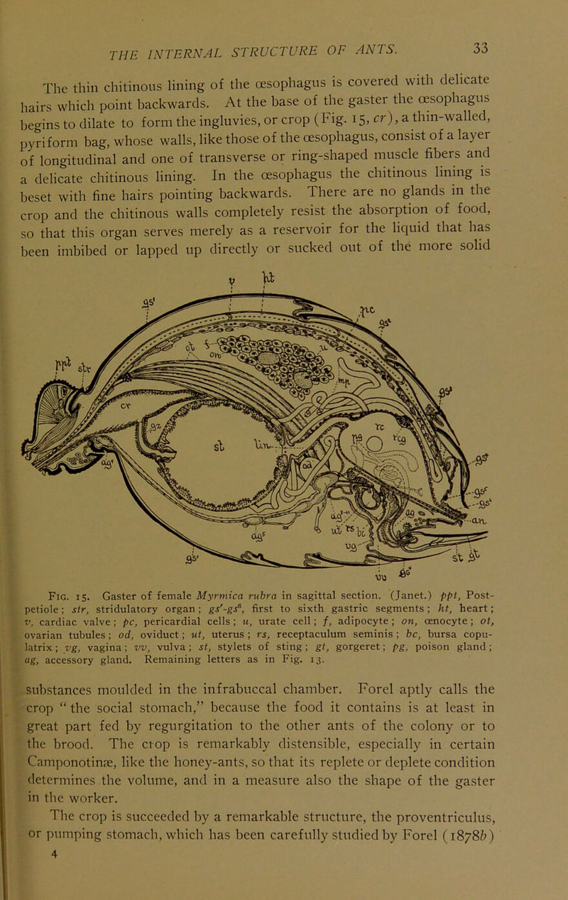 The thin chitinous lining of the oesophagus is covered with delicate hairs which point backwards. At the base of tbe gaster the oesophagus begins to dilate to form the ingluvies, or crop (Fig. 15, cr),a. thin-walled, pyriform bag, whose walls, like those of the oesophagus, consist of a layer of longitudinal and one of transverse or ring-shaped muscle fibers and a delicate chitinous lining. In the oesophagus the chitinous lining is beset with fine hairs pointing backwards. There are no glands in the crop and the chitinous walls completely resist the absorption of food, so that this organ serves merely as a reservoir for the liquid that has been imbibed or lapped up directly or sucked out of the more solid y Vi Fig. 15. Gaster of female Myrmica rubra in sagittal section. (Janet.) ppt, Post- petiole ; sir, stridulatory organ; gs'-gA, first to sixth gastric segments; ht, heart; V, cardiac valve; pc, pericardial cells; it, urate cell; f, adipocyte; on, oenocyte; ot, ovarian tubules; od, oviduct; ut, uterus ; rs, receptaculum seminis ; be, bursa copu- latrix; yg, vagina; vv, vulva; st, stylets of sting; gt, gorgeret; pg, poison gland; ag, accessory gland. Remaining letters as in Fig. 13. substances moulded in the infrabuccal chamber. Forel aptly calls the crop “ the social stomach,” because the food it contains is at least in great part fed by regurgitation to the other ants of the colony or to the brood. The crop is remarkably distensible, especially in certain Camponotinse, like the honey-ants, so that its replete or deplete condition determines the volume, and in a measure also the shape of the gaster in the worker. The crop is succeeded by a remarkable structure, the proventriculus, or pumping stomach, which has been carefully studied by Forel (1878&) 4