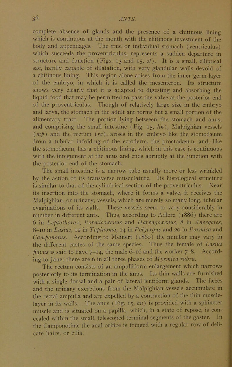 complete absence of glands and the presence of a chitinous lining which is continuous at the mouth with the chitinous investment of the body and appendages. The true or individual stomach (ventriculus) which succeeds the proventriculus, represents a sudden departure in structure and function (Figs. 13 and 15, st). It is a small, elliptical sac, hardly capable of dilatation, with very glandular walls devoid of a chitinous lining. This region alone arises from the inner germ-layer of the embryo, in which it is called the mesenteron. Its structure shows very clearly that it is adapted to digesting and absorbing the liquid food that may be permitted to pass the valve at the posterior end of the proventriculus. Though of relatively large size in the embryo and larva, the stomach in the adult ant forms but a small portion of the alimentary tract. The portion lying between the stomach and anus, and comprising the small intestine (Fig. 15, tin), Malpighian vessels {mp) and the rectum {rc), arises in the embryo like the stomodseum from a tubular infolding of the ectoderm, the proctodasum, and, like the stomodaeum, has a chitinous lining, which in this case is continuous with the integument at the anus and ends abruptly at the junction with the posterior end of the stomach. The small intestine is a narrow tube usually more or less wrinkled by the action of its transverse musculature. Its histological structure is similar to that of the cylindrical section of the proventriculus. Near its insertion into the stomach, where it forms a valve, it receives the Malpighian, or urinary, vessels, which are merely so many long, tubular evaginations of its walls. These vessels seem to vary considerably in number in different ants. Thus, according to Adlerz (1886) there are 6 in Leptothorax, Formicoxenus and Harpagoxcmis, 8 in Anergates, 8-10 in Lasiits, 12 in Tapinoma, 14 in Polyergiis and 20 in Formica and Camponotus. According to Meinert (i860) the number may vary in the different castes of the same species. Thus the female of Lasius flavus is said to have 7-14, the male 6-16 and the worker 7-8. Accord- ing to Janet there are 6 in all three phases of Myrmica rubra. The rectum consists of an ampulliform enlargement which narrows posteriorly to its termination in the anus. Its thin walls are furnished with a single dorsal and a pair of lateral lentiform glands. The fasces and the urinary excretions from the Malpighian vessels accumulate in the rectal ampulla and are expelled by a contraction of the thin muscle- layer in its walls. The anus (Fig. 15, atp is provided with a sphincter muscle and is situated on a papilla, which, in a state of repose, is con- cealed within the small, telescoped terminal segments of the gaster. In the Camponotinas the anal orifice is fringed with a regular row of deli- cate hairs, or cilia.