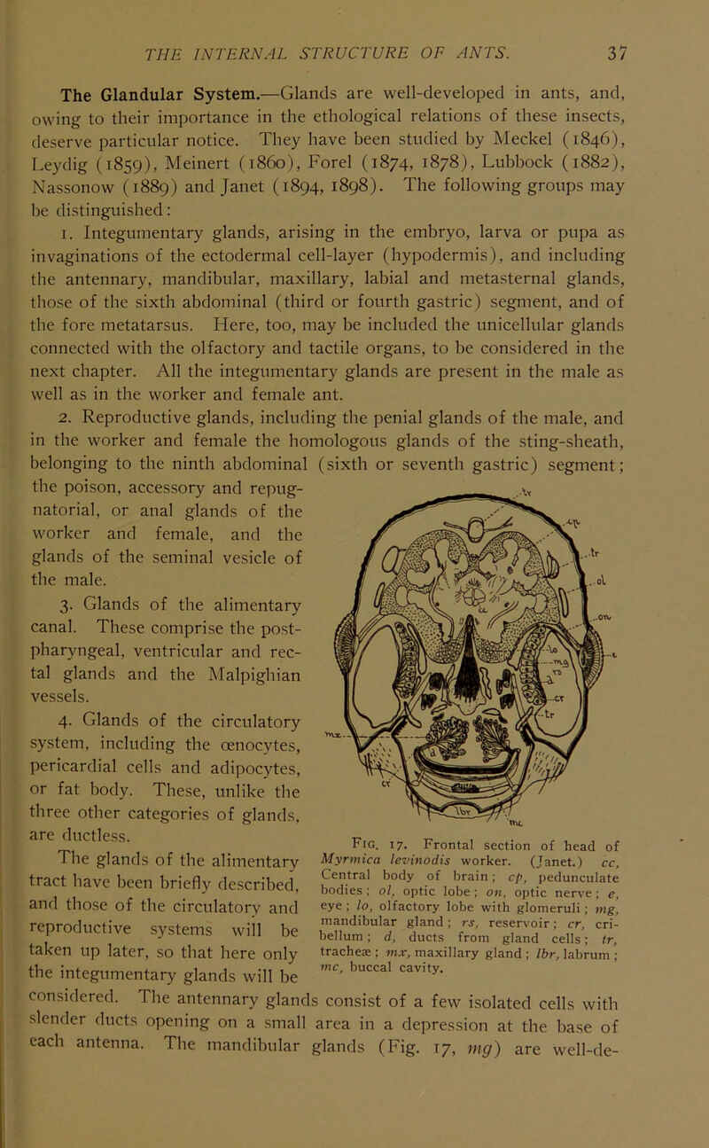 The Glandular System.—Glands are well-developed in ants, and, owing to their importance in the ethological relations of these insects, deserve particular notice. They have been studied by Meckel (1846), Leydig (1859), Meinert (i860), Forel (1874, 1878), Lubbock (1882), Nassonow (1889) and Janet (1894, 1898). The following groups may be distinguished: I. Integumentary glands, arising in the embryo, larva or pupa as invaginations of the ectodermal cell-layer (hypodermis), and including the antennary, mandibular, maxillary, labial and metasternal glands, those of the sixth abdominal (third or fourth gastric) segment, and of the fore metatarsus. Here, too, may be included the unicellular glands connected with the olfactory and tactile organs, to be considered in the next chapter. All the integumentary glands are present in the male as well as in the worker and female ant. 2. Reproductive glands, including the penial glands of the male, and in the worker and female the homologous glands of the sting-sheath. belonging to the ninth abdominal the poison, accessory and repug- natorial, or anal glands of the worker and female, and the glands of the seminal vesicle of the male. 3. Glands of the alimentary canal. These comprise the post- pharyngeal, ventricular and rec- tal glands and the Malpighian vessels. 4. Glands of the circulatory system, including the oenocytes, pericardial cells and adipocytes, or fat body. These, unlike the three other categories of glands, (sixth or seventh gastric) segment; are ductless. The glands of the alimentary tract have been briefly described, and those of the circulatory and reproductive systems will be taken up later, so that here only the integumentary glands will be considered. The antennary gland slender ducts opening on a small each antenna. The mandibular Fig. 17. Frontal section of head of Myrmica levinodis worker. (Janet.) cc, Central body of brain; cp, pedunculate bodies ; ol, optic lobe ; on, optic nerve ; e, eye ; lo, olfactory lobe with glomeruli; ntg, mandibular gland; rs, reservoir; cr, cri- bellum; d, ducts from gland cells; tr, tracheiE ; mx, maxillary gland ; Ibr, labrum ; me, buccal cavity. s consist of a few isolated cells with area in a depression at the base of glands (Fig. 17, mg) are well-de-