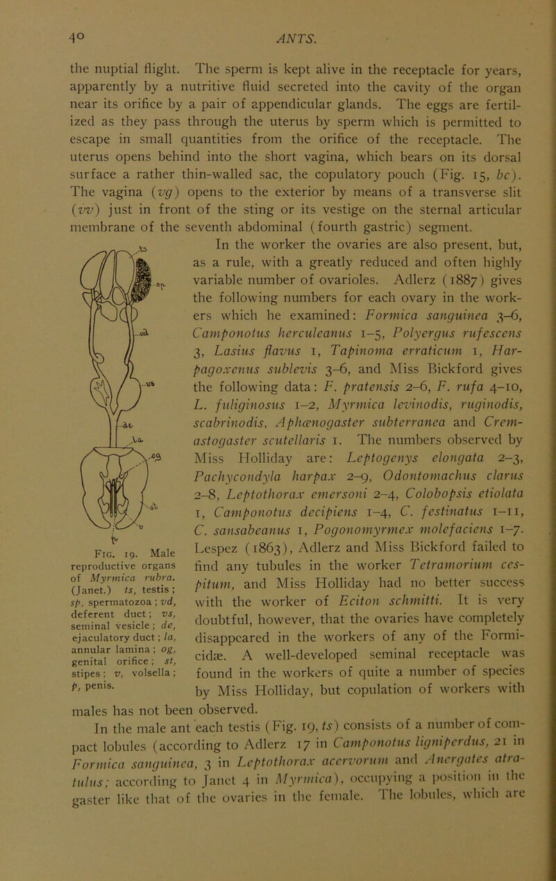 the nuptial flight. The sperm is kept alive in the receptacle for years, apparently by a nutritive fluid secreted into the cavity of the organ near its orifice by a pair of appendicular glands. The eggs are fertil- ized as they pass through the uterus by sperm which is permitted to escape in small quantities from the orifice of the receptacle. The uterus opens behind into the short vagina, which bears on its dorsal surface a rather thin-walled sac, the copulatory pouch (Fig. 15, be). The vagina (vg) opens to the exterior by means of a transverse slit (vv) just in front of the sting or its vestige on the sternal articular membrane of the seventh abdominal (fourth gastric) segment. In the worker the ovaries are also present, but, as a rule, with a greatly reduced and often highly variable number of ovarioles. Adlerz (1887) gives the following numbers for each ovary in the work- ers which he examined; Formica sanguinea 3-6, Camponotus herculeaniis 1-5, Polyergus rufescens 3, Lasius flavus i, Tapinoma erratienm i, Har- pagoxenus sublevis 3-6, and Miss Bickford gives the following data: F. pratensis 2-6, F. riifa 4-10, L. fuliginosus 1-2, Myrmica levinodis, ruginodis, scabrinodis, Apheenogaster subterranea and Crem- astogaster scutellaris i. The numbers observed by Miss Flolliday are: Leptogenys elongata 2-3, Pachycondyla harpax 2-9, Odontomachiis clanis 2-8, Leptothorax emersoni 2-4, Colobopsis etiolata I, Camponotus decipiens 1-4, C. festinatns i-ii, C. sansabeanus i, Pogononiyrmex molefaciens 1-7. Lespez (1863), Adlerz and Miss Bickford failed to find any tubules in the worker Tetramorium ccs- pitum, and Miss Holliday had no better success with the worker of Eciton schmitti. It is very doubtful, however, that the ovaries have completely disappeared in the workers of any of the Formi- cidse. A well-developed seminal receptacle was found in the workers of quite a number of species by Miss Holliday, but copulation of workers with males has not been observed. In the male ant each testis (Fig. 19, ts) consists of a number of com- pact lobules (according to Adlerz 17 in Camponotus lignipcrdus, 21 in Formica sanguinea, 3 in Leptothora.v acervorum and Anctgates atia- tulus; according to Janet 4 in Myrmica), occui)ying a position in the gastcr like that of the ovaries in the female. The lobules, which are Fig. 19. Male reproductive organs of Myrmica rubra. (Janet.) ts, testis; sfi, spermatozoa; vd, deferent duct; vs, seminal vesicle ; de, ejaculatory duct; la, annular lamina ; og, genital orifice; st, stipes ; v, volsella ; p, penis.