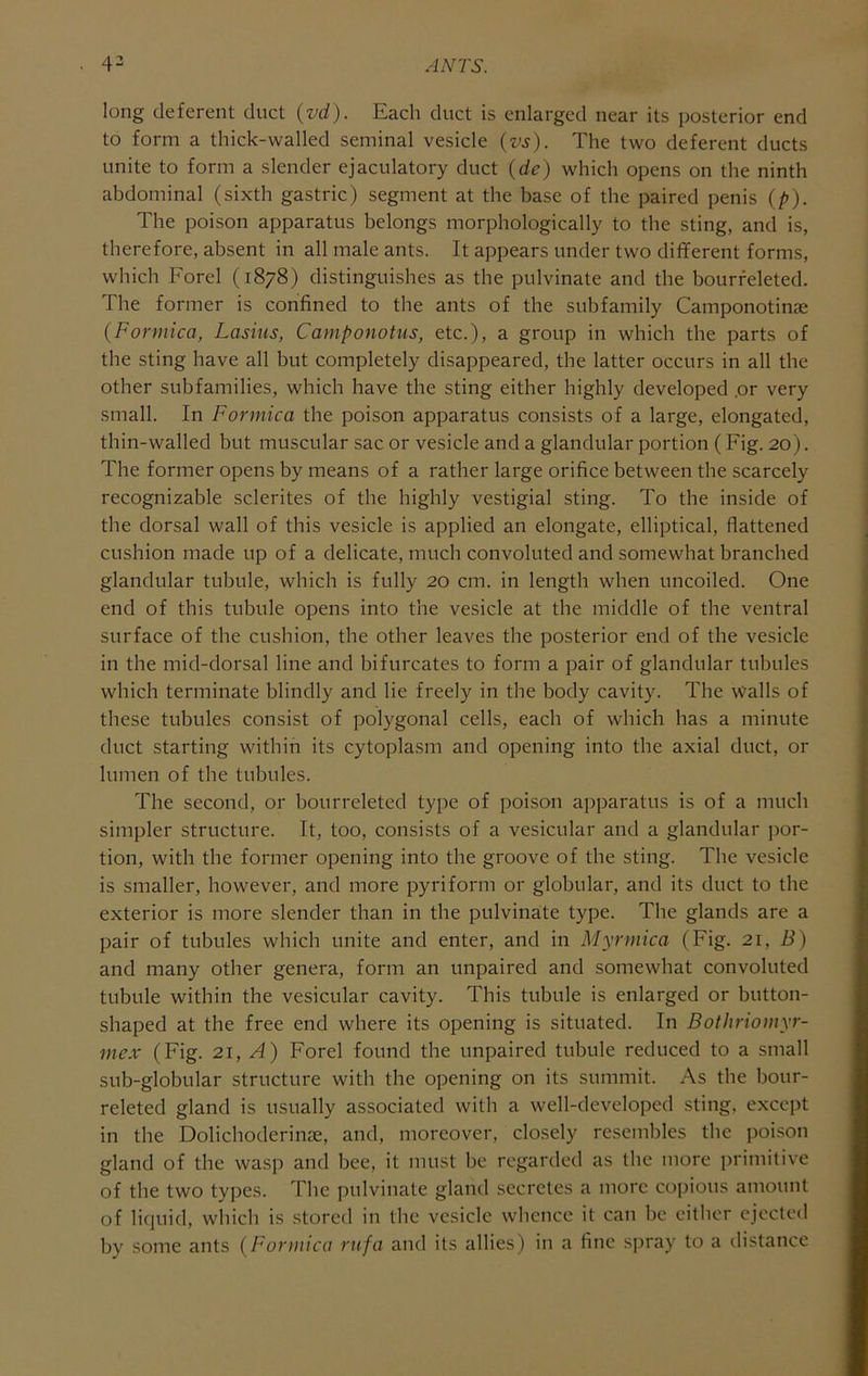 long deferent duct (vd). Each duct is enlarged near its posterior end to form a thick-walled seminal vesicle The two deferent ducts unite to form a slender ejaculatory duct (de) which opens on the ninth abdominal (sixth gastric) segment at the base of the paired penis (/>). The poison apparatus belongs morphologically to the sting, and is, therefore, absent in all male ants. It appears under two different forms, which Forel (1878) distinguishes as the pulvinate and the bourfeleted. The former is confined to the ants of the subfamily Camponotinae {Formica, Lasins, Caniponotus, etc.), a group in which the parts of the sting have all but completely disappeared, the latter occurs in all the other subfamilies, which have the sting either highly developed .or very small. In Formica the poison apparatus consists of a large, elongated, thin-walled but muscular sac or vesicle and a glandular portion (Fig. 20). The former opens by means of a rather large orifice between the scarcely recognizable sclerites of the highly vestigial sting. To the inside of the dorsal wall of this vesicle is applied an elongate, elliptical, flattened cushion made up of a delicate, much convoluted and somewhat branched glandular tubule, which is fully 20 cm. in length when uncoiled. One end of this tubule opens into the vesicle at the middle of the ventral surface of the cushion, the other leaves the posterior end of the vesicle in the mid-dorsal line and bifurcates to form a pair of glandular tubules which terminate blindly and lie freely in the body cavity. The walls of these tubules consist of polygonal cells, each of which has a minute duct starting within its cytoplasm and opening into the axial duct, or lumen of the tubules. The second, or bourreleted type of poison apparatus is of a much simpler structure. It, too, consists of a vesicular and a glandular por- tion, with the former opening into the groove of the sting. The vesicle is smaller, however, and more pyriform or globular, and its duct to the exterior is more slender than in the pulvinate type. The glands are a pair of tubules which unite and enter, and in Myrmica (Fig. 21, Z^) and many other genera, form an unpaired and somewhat convoluted tubule within the vesicular cavity. This tubule is enlarged or button- shaped at the free end where its opening is situated. In Bothriomyr- mex (Fig. 21, A) Forel found the unpaired tubule reduced to a small sub-globular structure with the opening on its summit. As the bour- releted gland is usually associated with a well-developed sting, except in the Dolichoderinae, and, moreover, closely resembles the poi.son gland of the wasp and bee, it must be regarded as the more primitive of the two types. The pulvinate gland secretes a more co]mous amount of liquid, which is stored in the vesicle whence it can be either ejected by some ants {Formica rnfa and its allies) in a fine spray to a distance