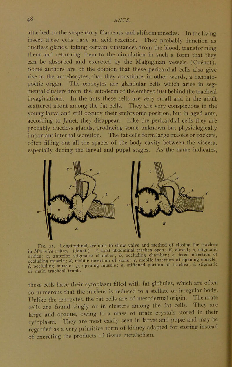 attached to the suspensory filaments and aliform muscles. In the living insect these cells have an acid reaction. They probably function as ductless glands, taking certain substances from the blood, transforming them and returning them to the circulation in such a form that they can be absorbed and excreted by the Malpighian vessels (Cuenot). Some authors are of the opinion that these pericardial cells also give rise to the amoebocytes, that they constitute, in other words, a haemato- poetic organ. The oenocytes are glandular cells which arise in seg- mental clusters from the ectoderm of the embryo just behind the tracheal invaginations. In the ants these cells are very small and in the adult scattered about among the fat cells. They are very conspicuous in the young larva and still occupy their embryonic position, but in aged ants, according to Janet, they disappear. Like the pericardial cells they are probably ductless glands, producing some unknown but physiologically important internal secretion. The fat cells form large masses or packets, often filling out all the spaces of the body cavity between the viscera, especially during the larval and pupal stages. As the name indicates. Fig. 25. Longitudinal sections to show valve and method of closing the trachea? in Myrmica rubra. (Janet.) A, Last abdominal trachea open ; B, closed; o, stigmatic orifice; a, anterior stigmatic chamber; b, occluding chamber; c, fixed insertion of occluding muscle; d, mobile insertion of same ; c. mobile insertion of opening muscle, f, occluding muscle; g, opening muscle; h, stiffened portion of trachea; t, stigmatic or main tracheal trunk. these cells have their cytoplasm filled with fat globules, which are often so numerous that the nucleus is reduced to a stellate or irregular body. Unlike the oenocytes, the fat cells are of mesodermal origin. The urate cells are found singly or in clusters among the fat cells. They are large and opaque, owing to a mass of urate crystals stored in their cytoplasm. They are most easily seen in larvje and pupae and may be regarded as a very primitive form of kidney adapted for storing instead of excreting the products of tissue metabolism.