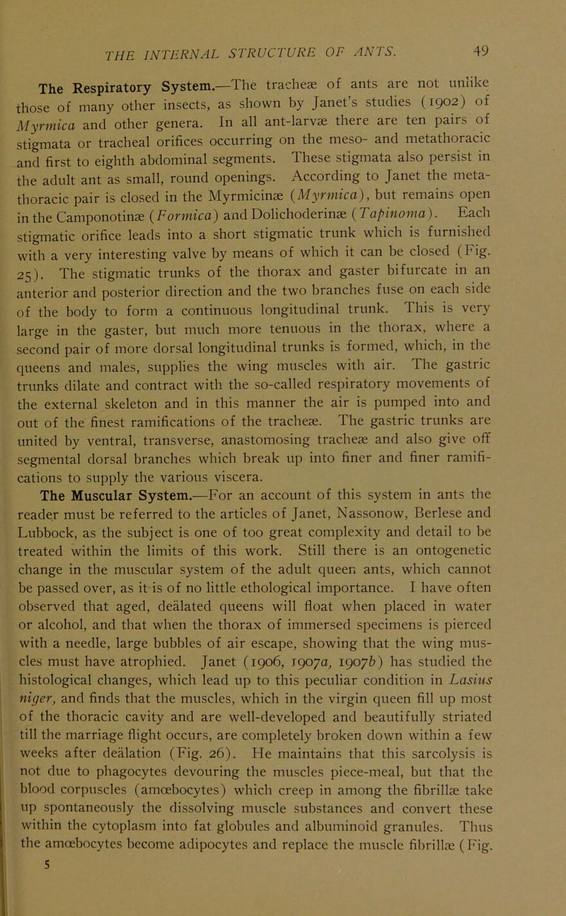 The Respiratory System.—The tracheje of ants are not unlike those of many other insects, as shown by Janet’s studies (1902) of Myrmica and other genera. In all ant-larvse there are ten pairs of stigmata or tracheal orifices occurring on the meso- and metathoracic and first to eighth abdominal segments. These stigmata also persist in the adult ant as small, round openings. According to Janet the meta- thoracic pair is closed in the Myrmicinse (Myrmica), but remains open in the Camponotinae (Formica) and Dolichoderinae (Tapinoma). Each stigmatic orifice leads into a short stigmatic trunk which is furnished with a very interesting valve by means of which it can be closed (Fig. 25). The stigmatic trunks of the thorax and gaster bifurcate in an anterior and posterior direction and the two branches fuse on each side of the body to form a continuous longitudinal trunk. This is very large in the gaster, but much more tenuous in the thorax, where a second pair of more dorsal longitudinal trunks is formed, which, in the queens and males, supplies the wing muscles with air. The gastric trunks dilate and contract with the so-called respiratory movements of the external skeleton and in this manner the air is pumped into and out of the finest ramifications of the tracheae. The gastric trunks are united by ventral, transverse, anastomosing tracheae and also give off segmental dorsal branches which break up into finer and finer ramifi- cations to supply the various viscera. The Muscular System.—For an account of this system in ants the reader must be referred to the articles of Janet, Nassonow, Berlese and Lubbock, as the subject is one of too great complexity and detail to be treated within the limits of this work. Still there is an ontogenetic change in the muscular system of the adult queen ants, which cannot be passed over, as it-is of no little ethological importance. I have often observed that aged, dealated queens will float when placed in water or alcohol, and that when the thorax of immersed specimens is pierced with a needle, large bubbles of air escape, showing that the wing mus- cles must have atrophied. Janet (1906, 19070, 1907&) has studied the histological changes, which lead up to this peculiar condition in Lasins niger, and finds that the muscles, which in the virgin queen fill up most of the thoracic cavity and are well-developed and beautifully striated till the marriage flight occurs, are completely broken down within a few weeks after deflation (Fig. 26). He maintains that this sarcolysis is not due to phagocytes devouring the muscles piece-meal, but that the blood corpuscles (amoebocytes) which creep in among the fibrillse take up spontaneously the dissolving muscle substances and convert these within the cytoplasm into fat globules and albuminoid granules. Thus the amoebocytes become adipocytes and replace the muscle fibrillse (Fig. 5