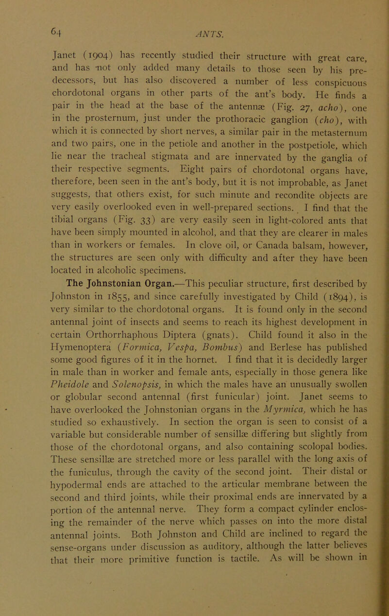 Janet (1904) has recently studied their structure with great care, and has -not only added many details to those seen by his pre- decessors, but has also discovered a number of less conspicuous chordotonal organs in other parts of the ant’s body. He finds a pair in the head at the base of the antennae (Fig. 27, acho), one in the prosternum, just under the prothoracic ganglion (cho), with which it is connected by short nerves, a similar pair in the metasternum and two pairs, one in the petiole and another in the postpetiole, which lie near the tracheal stigmata and are innervated by the ganglia of their respective segments. Eight pairs of chordotonal organs have, therefore, been seen in the ant’s body, but it is not improbable, as Janet suggests, that others exist, for such minute and recondite objects are very easily overlooked even in well-prepared sections. I find that the tibial organs (Fig. 33) are very easily seen in light-colored ants that have been simply mounted in alcohol, and that they are clearer in males than in workers or females. In clove oil, or Canada balsam, however, the structures are seen only with difficulty and after they have been located in alcoholic specimens. The Johnstonian Organ.—This peculiar structure, first described by Johnston in 1855, and since carefully investigated by Child (1894), is very similar to the chordotonal organs. It is found only in the second antennal joint of insects and seems to reach its highest development in certain Orthorrhaphous Diptera (gnats). Child found it also in the Hymenoptera {Formica, Vespa, Bombus) and Berlese has published some good figures of it in the hornet. I find that it is decidedly larger in male than in worker and female ants, especially in those genera like Pheidole and Solenopsis, in which the males have an unusually swollen or globular second antennal (first funicular) joint. Janet seems to have overlooked the Johnstonian organs in the Myrmica, which he has studied so exhaustively. In section the organ is seen to consist of a variable but considerable number of sensillae differing but slightly from those of the chordotonal organs, and also containing scolopal bodies. These sensillae are stretched more or less parallel with the long axis of the funiculus, through the cavity of the second joint. Their distal or hypodermal ends are attached to the articular membrane between the second and third joints, while their proximal ends are innervated by a portion of the antennal nerve. They form a compact cylinder enclos- ing the remainder of the nerve which passes on into the more distal antennal joints. Both Johnston and Child are inclined to regard the sense-organs under discussion as auditory, although the latter believes that their more primitive function is tactile. As will be shown in