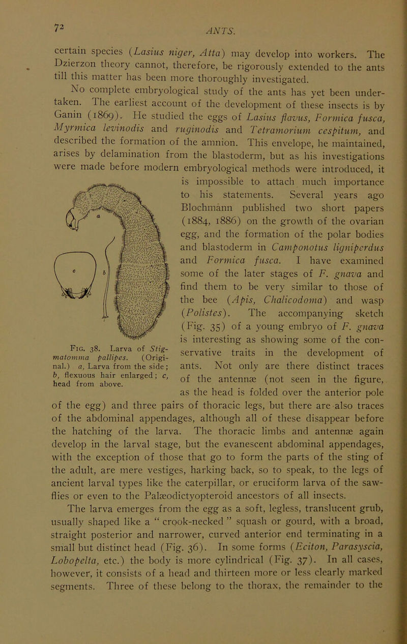 certain species {Lasius niger, Atta) may develop into workers. The Dzieizon theory cannot, therefore, be rigorously extended to the ants till this matter has been more thoroughly investigated. No complete embryological study of the ants has yet been under- taken. The earliest account of the development of these insects is by Ganin (1869). He studied the eggs of Lasius flavus, Formica fusca, Myrmica levinodis and ruginodis and Tetrainorium cespitum, and described the formation of the amnion. This envelope, he maintained, arises by delamination from the blastoderm, but as his investigations were made before modern embryological methods were introduced, it is impossible to attach much importance to his statements. Several years ago Blochmann published two short papers (1884, 1886) on the growth of the ovarian egg, and the formation of the polar bodies and blastoderm in Camponotus lignipcrdus and Formica fusca. I have examined some of the later stages of F. gnava and find them to be very similar to those of the bee {Apis, Chalicodoma) and wasp (Polistes). The accompanying sketch 35) of a young embryo of F. gnava is interesting as showing some of the con- servative traits in the development of ants. Not only are there distinct traces of the anteniiEe (not seen in the figure, as the head is folded over the anterior pole of the egg) and three pairs of thoracic legs, but there are also traces of the abdominal appendages, although all of these disappear before the hatching of the larva. The thoracic limbs and antennae again develop in the larval stage, but the evanescent abdominal appendages, with the exception of those that go to form the parts of the sting of the adult, are mere vestiges, harking back, so to speak, to the legs of ancient larval types like the caterpillar, or eruciform larva of the saw- flies or even to the Palaeodictyopteroid ancestors of all insects. The larva emerges from the egg as a soft, legless, translucent grub, usually shaped like a “ crook-necked ” squash or gourd, with a broad, straight posterior and narrower, curved anterior end terminating in a small but distinct head (Fig. 36). In some forms {Eciton, Parasyscia, Lobopelta, etc.) the body is more cylindrical (Fig. 37). In all cases, however, it consists of a head and thirteen more or le.ss clearly marked segments. Three of these belong to the thorax, the remainder to the Fig. 38. Larva of Stig- matomma pallipes. (Origi- nal.) a, Larva from the side; h, flexuous hair enlarged; c, head from above.