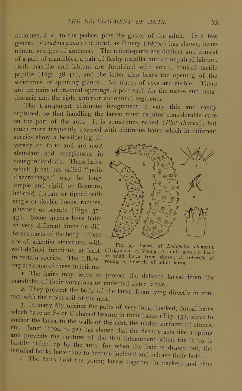 abdomen, i. e., to the pedicel plus the gaster of the adult. In a few genera (Pseudomyrma) the head, as Emery (1899^) has shown, bears minute vestiges of antennae. The mouth-parts are distinct and consist of a pair of mandibles, a pair of fleshy maxillae and an unpaired labium. Both maxillae and labium are furnished with small, conical tactile papillae (Figs. 38-41), and the latter also bears the opening of the sericteries, or spinning glands. No traces of eyes are visible. There are ten pairs of tracheal openings, a pair each for the meso- and meta- thoracic and the eight anterior abdominal segments. The transparent chitinous integument is very thin and easily ruptured, so that handling the larvae must require considerable care on the part of the ants. It is sometimes naked (Platythyrea), but much more frequently covered with chitinous hairs which in different species show a bewildering di- versity of form and are most abundant and conspicuous in young individuals. These hairs, which Janet has called “ polls d’accrochage,” may be long, simple and rigid, or flexuous, helicoid, furcate or tipped with single or double hooks, ramose, plumose or serrate (Figs. 37— 43). Some species have hairs of very different kinds on dif- ferent parts of the body. These are all adaptive structures with well-defined functions, at least in certain species ing are some of these functions: 1. The hairs may serve to protect the delicate larvae from the mandibles of their voracious or underfed sister larvae. 2. They prevent the body of the larva from lying directly in con- tact with the moist soil of the nest. 3- In many Myrmicinse the pairs of very long, hooked, dorsal hairs which have an S- or C-shaped flexure in their bases (Fig. 43), serve to anchor the larvae to the walls of the nest, the under surfaces of stones, etc Janet (1904, p. 32) has shown that the flexure acts like a spring hLtiIvTh•^^^'^ when the larva is termma hooks have 1,me to become inclined and release their hold 4. The hams hold the. young larva: together in packets and thus 39* Larva of Lobopelta clongotci, , (Original.) a. Young; b, adult larva; c, head The follow- above; d, tubercle of young, e, tubercle of adult larva.