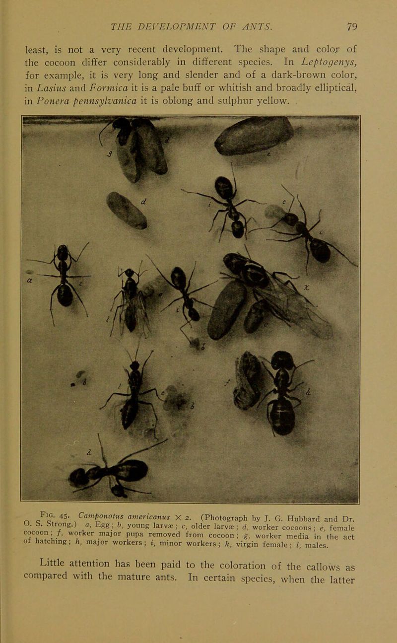 least, is not a very recent development. The shape and color of the cocoon differ considerably in different species. In Leptogcnys, for example, it is very long and slender and of a dark-brown color, in Lasiiis and Formica it is a pale buff or whitish and broadly elliptical, in Ponera pennsylvanica it is oblong and sulphur yellow. . r. americanus X 2. (Photograph by J. G. Hubbard and Dr. U. b. Mrong.) a, Egg; b, young larvae; c, older larvae; d, worker cocoons; e, female cocoon; worker major pupa removed from cocoon; g. worker media in the act ot hatching; h, major workers; t, minor workers; virgin female; /. males. Little attention has been paid to the coloration of the callows as compared with the mature ants. In certain species, when the latter