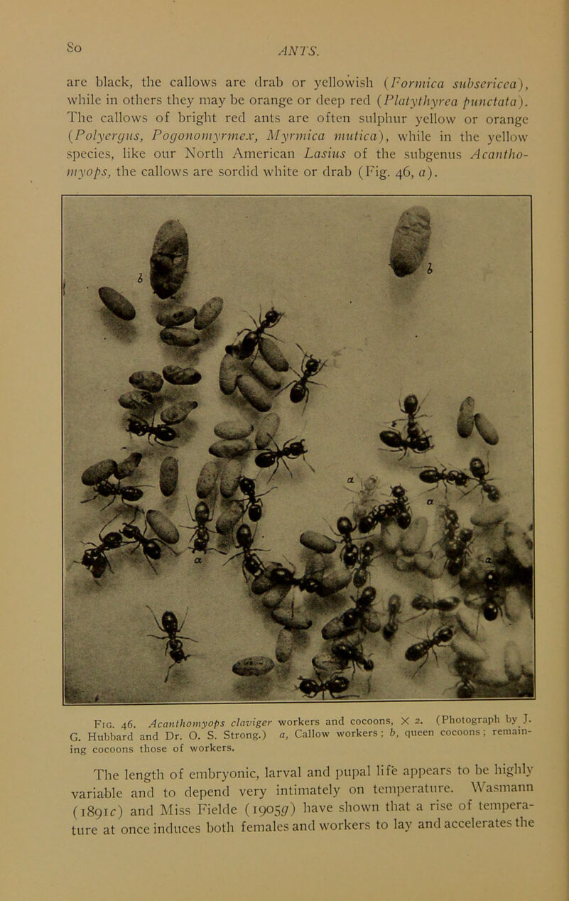 So are black, the callows are drab or yellowish {Formica subsericea), while in others they may be orange or deep red {Platythyrca punctata). The callows of bright red ants are often sulphur yellow or orange {Polyergus, Pogonomyrmex, Myrmica mutica), while in the yellow species, like our North American Lasius of the subgenus Acantho- myops, the callows are sordid white or drab (Fig. 46, a). Fig 46. Acanthomyops claviger workers and cocoons, X 2. (Photograph by J. G. Hubbard and Dr. O. S. Strong.) a, Callow workers ; b, queen cocoons ; remain- ing cocoons those of workers. The length of embryonic, larval and pupal life appears to he highly variable and to depend very intimately on temperature. Wasmann (1891c) and Miss Fielde (1905(7) have shown that a rise of tempera- ture at once induces both females and workers to lay and accelerates the