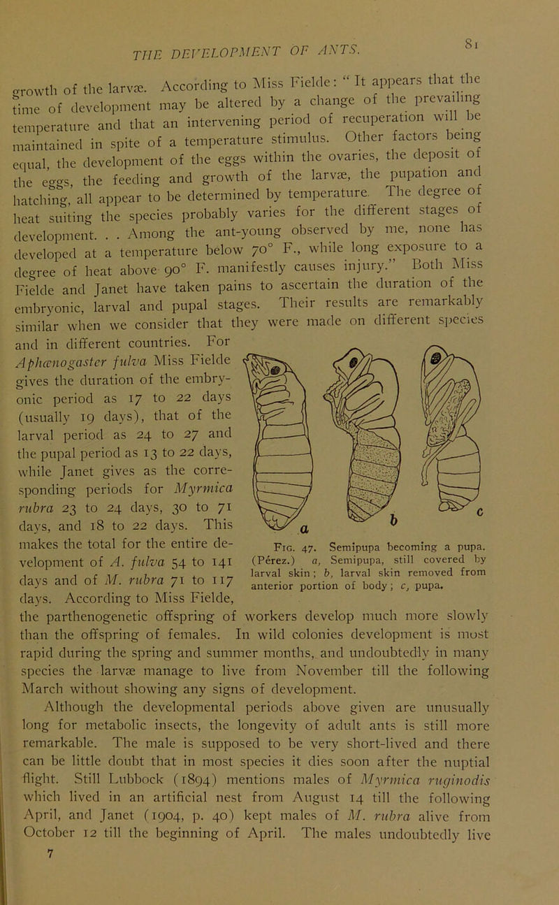 .rowth of the larvc^. According to Aliss Fickle: “ It appears that the Fme of development may be altered by a change of the prevailing temperature and that an intervening period of recuperation will 3C maintained in spite of a temperature stimulus. Other factors being equal the development of the eggs within the ovaries, the deposit o the e’-s, the feeding and growth of the larvte, the pupation and hatching’all appear to be determined by temperature, The degree of heat suiting the species probably varies for tbe different stages of development. . . Among tbe ant-young observed by me, none has developed at a temperature below 70° F., while long exposuie to a degree of heat above 90° F. manifestly causes injury.” Both Aliss Fielde and Janet have taken pains to ascertain the duration of the embryonic, larval and pupal stages. Their results are remarkably similar when we consider that they were made on different s])ecies and in different countries. For Aphcciiogaster fulva Miss Fielde s:ives the duration of the embry- onic period as 17 to 22 days (usually 19 days), that of the larval period as 24 to 27 and the pupal period as 13 to 22 days, while Janet gives as the corre- sponding periods for Myrmica rubra 23 to 24 days, 30 to 71 days, and 18 to 22 days. This makes the total for the entire de- velopment of A. fulva 54 to 141 days and of M. rubra to 117 days. According to Miss Fielde, the parthenogenetic offspring of workers develop much more slowly than the offspring of females. In wild colonies development is most rapid during the spring and summer months, and undoubtedly in many species the larvae manage to live from November till the following March without showing any signs of development. Although the developmental periods above given are unusually long for metabolic insects, the longevity of adult ants is still more remarkable. The male is supposed to be very short-lived and there can be little doubt that in most species it dies soon after the nuptial flight. Still Lubbock (1894) mentions males of Myrmica rnginodis which lived in an artificial nest from August 14 till the following April, and Janet (1904, p. 40) kept males of M. rubra alive from October 12 till the beginning of April. Tbe males undoubtedly live 7 Fig. 47. Semipupa becoming a pupa. (Perez.) a. Semipupa, still covered by larval skin; b, larval skin removed from anterior portion of body; c, pupa.