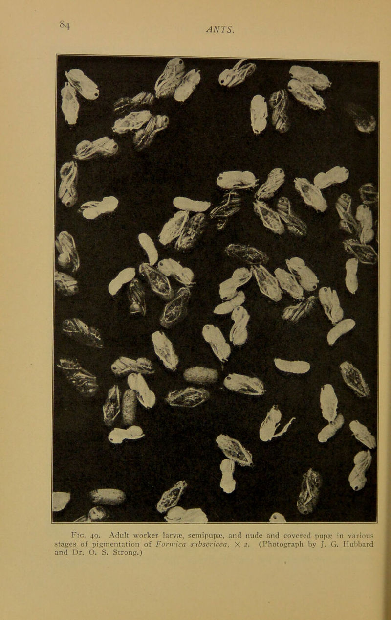 Fir.. 40. Adult worker larv.x', seniipup.x, and nude and covered pup.T.’ in various stages of pigmentation of Formica sitbscricca, X (Photograph by J. G. Huhhard and Dr. O. S. Strong.)