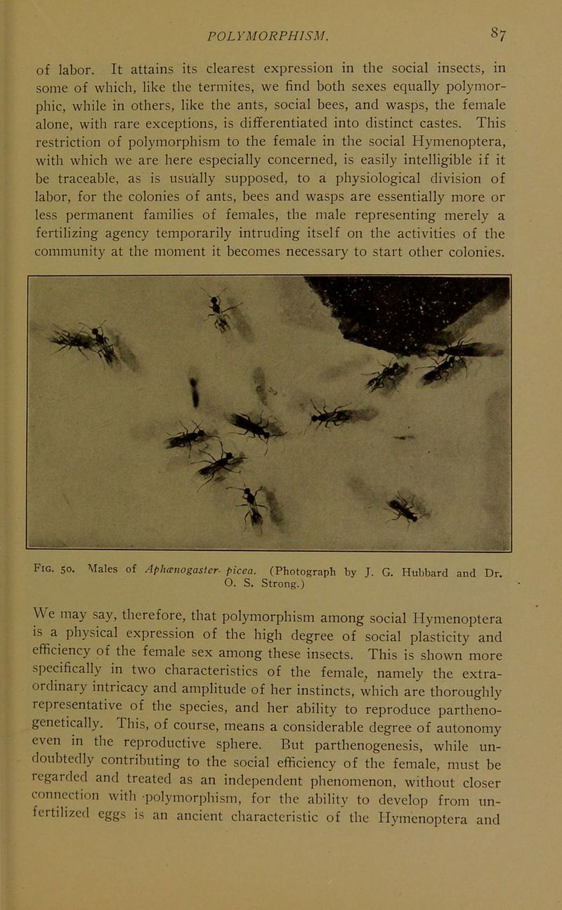 of labor. It attains its clearest expression in the social insects, in some of which, like the termites, we find both sexes equally polymor- phic, while in others, like the ants, social bees, and wasps, the female alone, with rare exceptions, is differentiated into distinct castes. This restriction of polymorphism to the female in the social Hymenoptera, with which we are here especially concerned, is easily intelligible if it be traceable, as is usually supposed, to a physiological division of labor, for the colonies of ants, bees and wasps are essentially more or less permanent families of females, the male representing merely a fertilizing agency temporarily intruding itself on the activities of the community at the moment it becomes necessary to start other colonies. Fig. 50. Males of Aphanogaster- picea. (Photograph by J. G. Hubbard and Dr. O. S. Strong.) We may say, therefore, that polymorphism among social Hymenoptera is a physical expression of the high degree of social plasticity and efficiency of the female sex among these insects. This is shown more specifically in two characteristics of the female, namely the extra- ordinary intricacy and amplitude of her instincts, which are thoroughly representative of the species, and her ability to reproduce partheno- genetically. Ihis, of course, means a considerable degree of autonomy even in the reproductive sphere. But parthenogenesis, while un- doubtedly contributing to the social efficiency of the female, must be regarded and treated as an independent phenomenon, without closer connection with 'polymorphism, for the ability to develop from un- fertilized eggs is an ancient characteristic of the Hymenoptera and