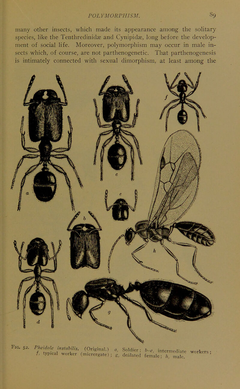 many other insects, which made its appearance among the solitary species, like the Tenthredinidae and Cynipidae, long before the develop- ment of social life. Moreover, polymorphism may occur in male in- sects which, of course, are not parthenogenetic. That parthenogenesis is intimately connected with sexual dimorphism, at least among the Fig. 52. Phcidolc inslabilis. (Original.) f, typical worker (micrergate) a, Soldier; b-c, intermediate workers; g, dealated female; h, male.