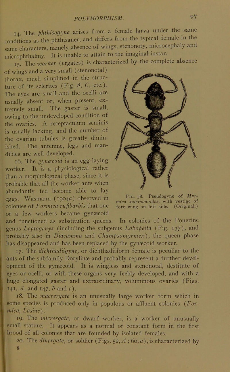 14. The phthisogync arises from a female larva under the same conditions as the phthisaner, and dififers from the typical female m the same characters, namely absence of wings, stenonoty, microcephaly and microphthalmy. It is unable to attain to the imaginal instar. 15. The ivorker (ergates) is characterized by the complete absence of wings and a very small (stenonotal) thorax, much simplified in the struc- ture of its sclerites (Fig. 8, C, etc.). The eyes are small and the ocelli are usually absent or, when present, ex- tremely small. The gaster is small, owing to the undeveloped condition of the ovaries. A receptaculum seminis is usually lacking, and the number of the ovarian tubules is greatly dimin- ished. The antennae, legs and man- dibles are well developed. 16. The gyncecoid is an egg-laying worker. It is a physiological rather than a morphological phase, since it is probable that all the worker ants when abundantly fed become able to lay eggs. Wasmann (1904a) observed in colonies of Formica rufibarbis that one or a few workers became gynaecoid aaid functioned as substitution queens. In colonies of the Ponerine j genus Leptogenys (including the subgenus Lobopelta (Fig. I37)> and ■ probably also in Diacamma and Champsomyrmex), tbe queen phase ' has disappeared and has been replaced by the gynaecoid worker, j 17. The dichthadiigyne, or dichthadiiform female is peculiar to the ants of the subfamily Dorylinae and probably represent a further devel- : opment of the gyneecoid. It is wingless and stenonotal, destitute of : eyes or ocelli, or with these organs very feebly developed, and with a huge elongated gaster and extraordinary, voluminous ovaries (Figs. ! 141, A, and 147, b and c). 18. The macrergate is an unusually large worker form which in i some species is produced only in populous or affluent colonies (For- I mica, Lasius). 19. The micrergate, or dwarf worker, is a worker of unusually small stature. It appears as a normal or constant form in the first i brood of all colonies that are founded by isolated females. 20. Tbe dinergate, or soldier (Figs. 52, A ; 60,0), is characterized by 8 Fig. 58. Pseudogyne of Myr- niica sulcinodoides, with vestige of fore wing on left side. (Original.) 1