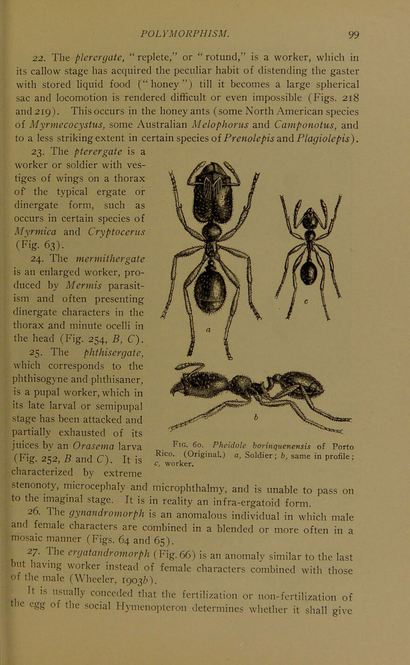 22. The plcreryate, “ replete,” or “ rotund,” is a worker, which in its callow stage has acquired the peculiar habit of distending the gaster with stored liquid food (“honey”) till it becomes a large spherical sac and locomotion is rendered difficult or even impossible (Figs. 218 and 219). This occurs in the honey ants (some North American species of Myrmecocystus, some Australian Melophorus and Camponotus, and to a less striking extent in certain species oi Prenolepis and Plagiolepis). 23. The pterergate is a worker or soldier with ves- tiges of wings on a thorax of the typical ergate or dinergate form, such as occurs in certain species of Myrmica and Cryptocerus (Fig- 63). 24. The niermithergate is an enlarged worker, pro- duced by Mermis parasit- ism and often presenting dinergate characters in the thorax and minute ocelli in the head (Fig. 254, B, C). 25. The phthisergate, which corresponds to the phthisogyne and phthisaner, is a pupal worker, which in its late larval or semipupal stage has been attacked and partially exhausted of its juices by an Orasema larva (Fig. 252, B and C). It is characterized by extreme stenonoty, microcephaly and microphthalmy, and is unable to pass on to the imaginal stage. It is in reality an infra-ergatoid form. 26. Tlie gynandromorph is an anomalous Individual in which male and female characters are combined in a blended or more often in a mosaic manner (Figs. 64 and 65). 27. The ergatandromorph (Fig. 66) is an anomaly similar to the last 3ut having worker instead of female characters combined with those of the male (Wheeler. 1903&). It IS usually conceded that the fertilization or non-fertilization of t le egg of the social Hymenopteron determines whether it shall give Fig. 60. Pheidolc boriiiguenensis of Porto