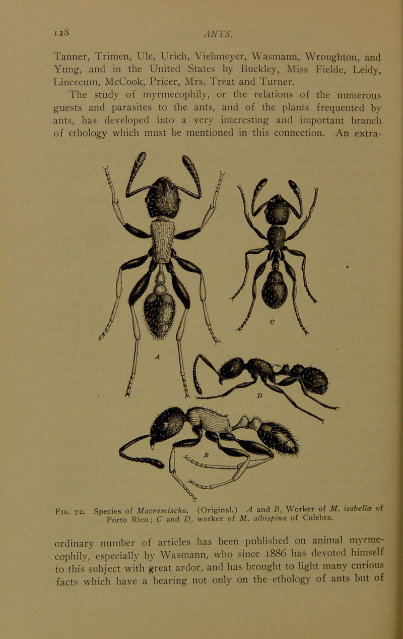 I 28 Tanner, Trimcn, Ule, Urich, Viehmeyer, Wasmann, Wroughton, and Yung, and in the United States by Buckley, Miss Fielde, Leidy, Lincecum, McCook, Pricer, Mrs. Treat and Turner. The study of myrmecophily, or the relations of the numerous guests and parasites to the ants, and of the plants frequented by ants, has developed into a very interesting and important branch of ethology which must be mentioned in this connection. An extra- I Fig. 72. Species of Macromischa. (Original.) A and B, Worker of M. isabella of Porto Rico: C and D, worker of M. albispina of Culebra. ordinary number of articles has been published on animal myrme- cophily, especially by Wasmann, who since 1886 has devoted himself | to this subject with great ardor, and has brought to light many curious facts which have a bearing not only on the ethology of ants but of