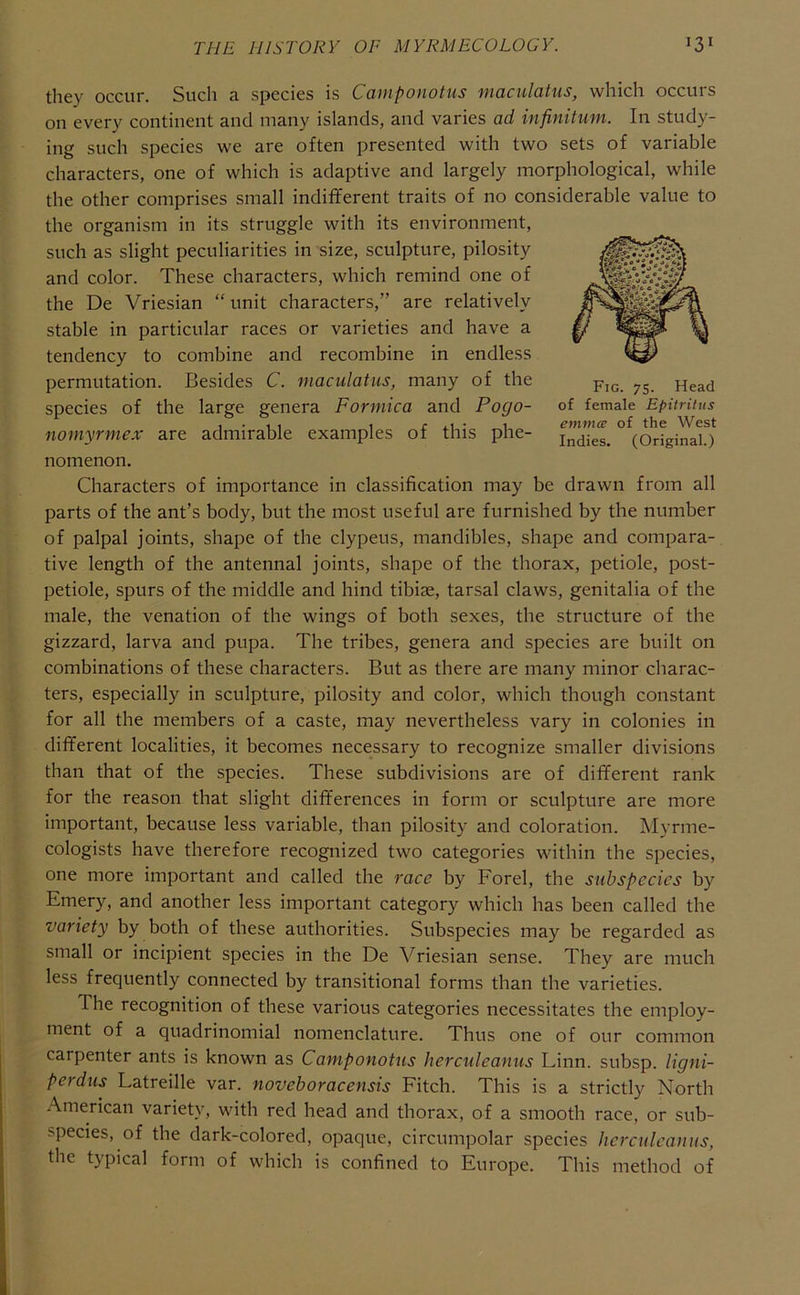 they occur. Such a species is Canipo)iotus maculatus, which occurs on every continent and many islands, and varies ad infinitum. In study- ing such species we are often presented with two sets of variable characters, one of which is adaptive and largely morphological, while the other comprises small indifferent traits of no considerable value to the organism in its struggle with its environment, such as slight peculiarities in size, sculpture, pilosity and color. These characters, which remind one of the De Vriesian “ unit characters,” are relatively stable in particular races or varieties and have a tendency to combine and recombine in endless permutation. Besides C. maculatus, many of the Head species of the large genera Formica and Pogo- of female Epitritus , • , 1 , r i.1 • 1 emmce of the West nomyrmex are admirable examples ot this phe- j„dies. (Original.) nomenon. Characters of importance in classification may be drawn from all parts of the ant’s body, but the most useful are furnished by the number of palpal joints, shape of the clypeus, mandibles, shape and compara- tive length of the antennal joints, shape of the thorax, petiole, post- petiole, spurs of the middle and hind tibiae, tarsal claws, genitalia of the male, the venation of the wings of both sexes, the structure of the gizzard, larva and pupa. The tribes, genera and species are built on combinations of these characters. But as there are many minor charac- ters, especially in sculpture, pilosity and color, which though constant for all the members of a caste, may nevertheless vary in colonies in different localities, it becomes necessary to recognize smaller divisions than that of the species. These subdivisions are of different rank for the reason that slight differences in form or sculpture are more important, because less variable, than pilosity and coloration. Myrme- cologists have therefore recognized two categories within the species, one more important and called the race by Forel, the subspecies by Emery, and another less important category which has been called the variety by both of these authorities. Subspecies may be regarded as small or incipient species in the De Vriesian sense. They are much less frequently connected by transitional forms than the varieties. The recognition of these various categories necessitates the employ- ment of a quadrinomial nomenclature. Thus one of our common carpenter ants is known as Camponotus herculeanus Linn, subsp. ligni- perdus Latreille var. noveboracensis Fitch. This is a strictly North American variety, with red head and thorax, of a smooth race, or sub- species, of the dark-colored, opaque, circumpolar species herculeanus, the typical form of which is confined to Europe. This method of