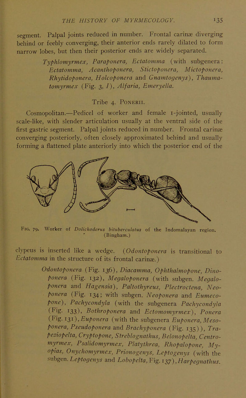 segment. Palpal joints reduced in number. Frontal carinae diverging behind or feebly converging, their anterior ends rarely dilated to form narrow lobes, but then their posterior ends are widely separated. Typhlomyrmex, Paraponera, Ectatomma (with subgenera: Ectatomma, Acanthoponera, Stictoponera, Mictoponera, Rhytidoponera, Holcoponera and Gnamtogenys), Thaiima- tornyrmex (Fig. 3, I), Alfaria, Emeryella. Tribe 4. Ponerii. Cosmopolitan.—Pedicel of worker and female i-jointed, usually scale-like, with slender articulation usually at the ventral side of the first gastric segment. Palpal joints reduced in number. Frontal carinae converging posteriorly, often closely approximated behind and usually forming a flattened plate anteriorly into which the posterior end of the Fig, 79. Worker of Dolichodcrus bitubercidatus of the Indomalayan region. (Bingham.) clypeus is inserted like a wedge. (Odoiitoponem is transitional to Ectatomma in the structure of its frontal carinae.) Odontoponcra (Fig. 136), Diacamma, Ophthalmopone, Dino- ponera (Fig. 132), Megaloponera (with subgen. Megalo- ponera and Hagensia), Paltothyreiis, Plectroctena, Neo- poncra (Fig. 134; with subgen. Neoponera and Eumeco- pone), Pachycondyla (with the subgenera Pachycondyla ^33)> Bothroponera and Ectomomyrniex), Ponera ,Eiiponera (with the subgenera Euponera, Meso- ponera, Pseudoponera and Brachyponera (Fig. 135)), Tra- pcAopelta, Cryptopone, Strehlognathus, Belonopelta, Centro- myrmex, Psalidomyrmex, Platythrea, Rhopalopone, My- opias, Onychomyrmex, Prionogenys, Leptogenys (with the subgen. Leptogenys and Lohopelta, Fig. 137),Liarpegnathus.