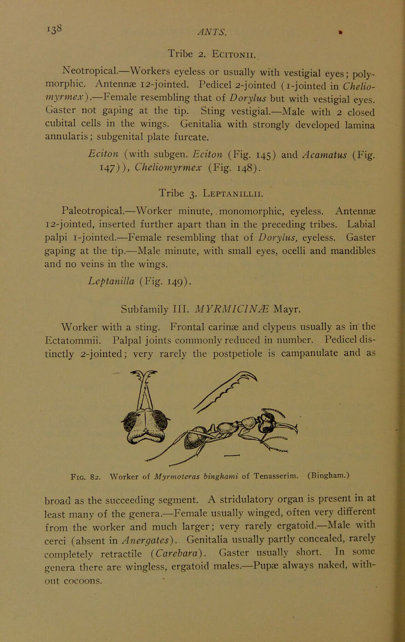 13^ Tribe 2. Ecitonii. Neotropical.—Workers eyeless or usually with vestigial eyes; poly- morphic. Antennae 12-jointed. Pedicel 2-jointed (i-jointed in Chelio- myrmex).—Female resembling that of Dorylus but with vestigial eyes. Caster not gaping at the tip. Sting vestigial.—Male with 2 closed cubital cells in the wings. Genitalia with strongly developed lamina annularis; subgenital plate furcate. Eciton (with subgen. Eciton (Fig. 145) and Acamatus (Fig. 147)), Cheliomyrmex (Fig. 148). Tribe 3. Leptanillii. Paleotropical.—Worker minute, .monomorphic, eyeless. Antennae 12-jointed, inserted further apart than in the preceding tribes. Labial palpi i-jointed.—Female resembling that of Dorylus, eyeless. Caster gaping at the tip.—Male minute, with small eyes, ocelli and mandibles and no veins in the wings. Leptanilla (Fig. 149). Subfamily III. MYRMICINM Mayr. Worker with a sting. Frontal carinae and clypeus usually as in the Ectatommii. Palpal joints commonly reduced in number. Pedicel dis- tinctly 2-jointed; very rarely the postpetiole is campanulate and as Fig. 82. Worker of Mynnoteras binghami of Tenasserini. (Bingham.) broad as the succeeding segment. A stridulatory organ is present in at least many of the genera.—Female usually winged, often very different from the worker and much larger; very rarely ergatoid.—Male with cerci (absent in Anergates). Genitalia usually partly concealed, rarely completely retractile {Carcbara). Caster usually short. In some genera there are wingless, ergatoid males.—Pupje always naked, with- out cocoons.