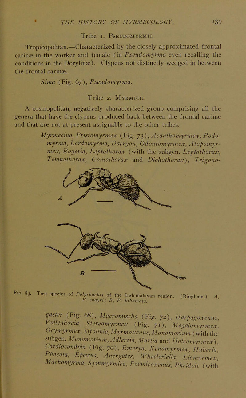 Tribe i. Pseudomyrmii. Tropicopolitan.—Characterized by the closely approximated frontal Carinas in the worker and female (in Pseudomyrma even recalling the conditions in the Dorylinae). Clypeus not distinctly wedged in between the frontal carinae. Sima (Fig. 67), Pseudomyrma. Tribe 2. Myrmicii. A cosmopolitan, negatively characterized group comprising all the genera that have the clypeus produced back between the frontal carinae and that are not at present assignable to the other tribes. Myrmecina, Pristomyrmex (Fig. 73), Acanthomyrmex, Podo- myrma, Lordomyrma, D aery on, Odontomyrme.v, Atopomyr- mex, Rogeria, Leptothorax (with the subgen. Leptothora.r, Temnothorax, Goniothora.v and Dichothora.v), Trigono- A Fig. 83. Two species of Polyrhaclns of the Indomalayan region. (Bingham.) A P. mayri; B, P. bihamata. gaster (Fig. 68), Macromischa (Fig. 72), Harpago.venus, Vollenhovia, Stereomyrmex (Fig. 71), Megalomyrmex, Ocymyrmex, Sifolinia, Myrmoxemis, Monomorimn (with the subgen. Monomorium, Adlerzia, Martia and Holcomyrmex), Cardiocondyla (Fig. 70), Emerya, Xenomyrmex, Hnberia, Phacota, Epoecus, Anergates, Wheeleriella, Liomyrme.v, Machomyrma, Symmyrmica, Eormico.venus, Pheidole (witli