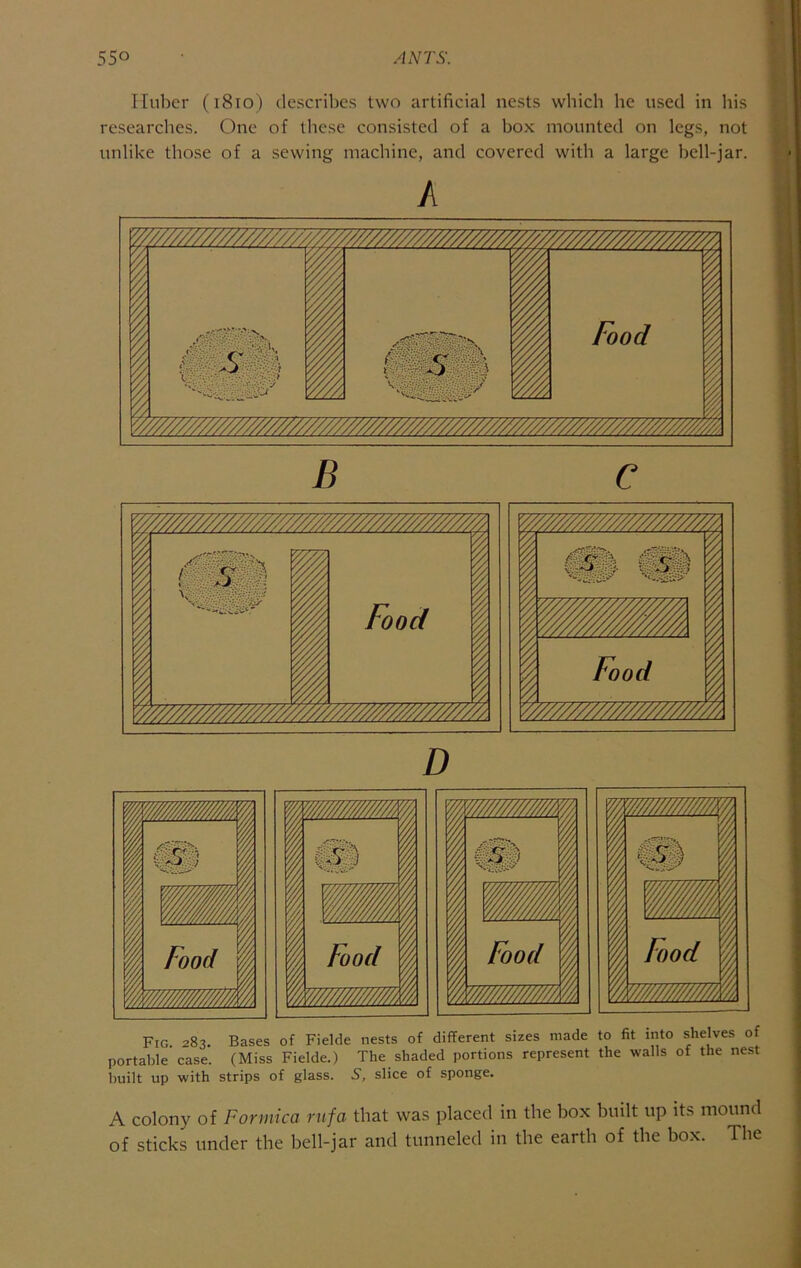 1 55° • ANTS. Huber (i8io) describes two artificial nests which he used in his researches. One of these consisted of a box mounted on legs, not unlike those of a sewing machine, and covered with a large hell-jar. A B C 7777777777777777777/77/77A I rrs r'' m. Food 1 C7j @ 1 ^ Food 77777777777/777////7777777777777777777777/7m y777777777777777777777777. D A colony of Formica rufa that was placed in the box built up its mound of sticks under the bell-jar and tunneled in the earth of the box. The