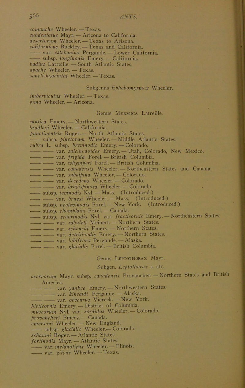 comanchc Wheeler.—Texas. subdcntatus Mayr. — Arizona to California. descrtormn Wheeler. — Texas to Arizona. californicus Buckley. — Texas and California. var. estebanius Pergande. — Lower California. subsp. longinodis Emery. — California. badiiis Latreille. — South Atlantic States. apache Wheeler. — Texas. sancti-hyacinthi Wheeler. — Texas. Snbgenus Ephebomyrmex Wheeler. imberbiculns Wheeler. — Texas. pima Wheeler. — Arizona. Genus Myrmic.\ Latreille. viutica Emery. — Northwestern States. bradleyi Wheeler. — California. punctiventris Roger. — North Atlantic States. subsp. pinctorum Wheeler. — Middle Atlantic States. rubra L. subsp. brevinodis Emery. — Colorado. var. sulcinodoides Emery. — Utah, Colorado, New Mexico. var. frigida Ford. — British Columbia. var. ztihynipcri Ford. — British Columbia. var. canadensis Wheeler. — Northeastern States and Canada. var. subalpina Wheeler. — Colorado. var. decedens Wheeler. — Colorado. var. brevispinosa Wheeler. — Colorado. subsp. levinodis Nyl. — Mass. (Introduced.) var. bruesi Wheeler. — Mass. (Introduced.) ■ subsp. neolevinodis Forel. — New York. (Introduced.) subsp. champlaini Forel. — Canada. subsp. scabrinodis Nyl. var. fracticornis Emerj. — Northeastern States. var. sabuleti Meinert. — Northern States. var. schencki Emery. — Northern States. var. detritinodis Emery. — Northern States. var. lobifrons Pergande. — Alaska. var. glacialis Forel. — British Columbia. Genus Leptothorax Mayr. Subgen. Leptothorax s. str. acervormn Mayr. subsp. canadensis Provancher. — Northern States and Briti.sh America. var. yankce Emery. — Northwestern States. var. kincaidi Pergande. — Alaska. var. obscurus Viereck. — New York. hirticornis Emery. — District of Columbia. muscorum Nyl. var. sordidus Wheeler. — Colorado. provanchcri Emery. — Canada. emersoni Wheeler. — New England. subsp. glacialis Wheeler.— Colorado. schaunii Roger. — Atlantic States. fortinodis Mayr. — Atlantic States. var. melanoticus Wheeler. — Illinois. var. gilvus Wheeler. — Texas.