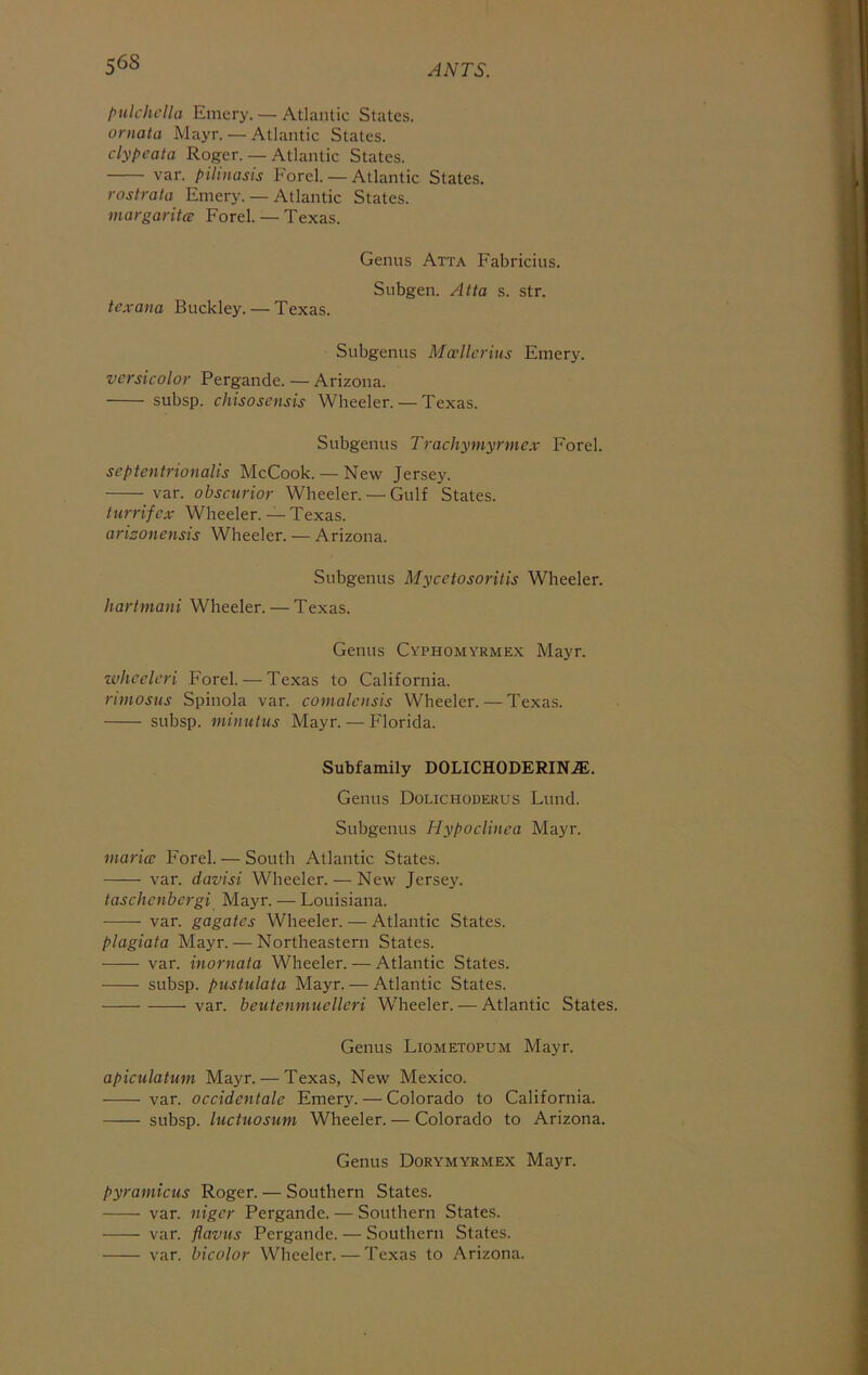piilchclla Emery. — Atlantic States. ornata Mayr. — Atlantic States. clypeata Roger. — Atlantic States. var. pilinasis Ford. — Atlantic States. rostrala EnlerJ^ — Atlantic States. margarita Ford. — Texas. texana Buckley. — Texas. Genus Atta Fabricius. Subgen. Atta s. str. Subgenus Mallerius Emery. versicolor Pergande. — Arizona. subsp. chisosensis Wheeler. — Texas. Subgenus Trachymyrmex Forel. septentrionalis McCook. — New Jersey. var. obscurior Wheeler. — Gulf States. turrifex Wheeler. — Texas. arisonensis Wheeler. — Arizona. Subgenus Mycetosoritis Wheeler. hartmani Wheeler. — Texas. Genus Cyphomyrmex Mayr. zvhceleri Forel. — Texas to California. rimosus Spinola var. comalciisis Wheeler. — Texas. subsp. minutus Mayr. — Florida. Subfamily DOLICHODERINiE. Genus Dolichodekus Lund. Subgenus Hypoclinca Mayr. niarice Forel. — South Atlantic States. var. davisi Wheeler. — New Jersey. taschenbergi Mayr. — Louisiana. var. gagates Wheeler. — Atlantic States. plagiata Mayr. — Northeastern States. var. inornata Wheeler. — Atlantic States. subsp. pustulata Mayr. — Atlantic States. var. beutenmuelleri Wheeler. — Atlantic States. Genus Liometopum Mayr. apicidatum Mayr. — Texas, New Mexico. var. occidentale Emery. — Colorado to California. subsp. luctuosuni Wheeler. — Colorado to Arizona. Genus Dorymyrmex Mayr. pyramicus Roger. — Southern States. var. niger Pergande. — Southern States. var. flavus Pergande. — Southern States. var. bicolor Wheeler. — Texas to Arizona.