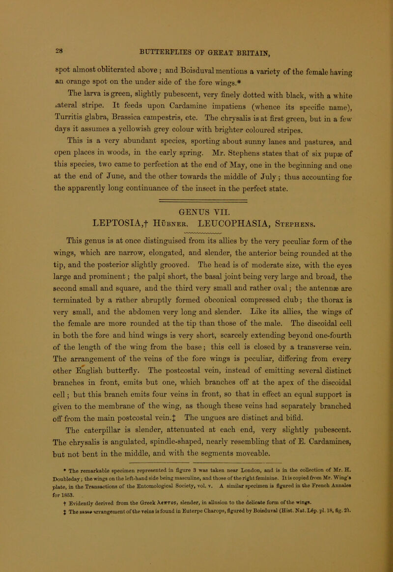 spot almost obliterated above ; and Boisduval mentions a variety of the female having an orange spot on the under side of the fore wings* The larva is green, slightly pubescent, very finely dotted with black, with a white jateral stripe. It feeds upon Cardamine impatiens (whence its specific name), Turritis glabra, Brassica campestris, etc. The chrysalis is at first green, but in a few days it assumes a yellowish grey colour with brighter coloured stripes. This is a very abundant species, sporting about sunny lanes and pastures, and open places in woods, in the early spring. Mr. Stephens states that of six pup® of this species, two came to perfection at the end of May, one in the beginning and one at the end of June, and the other towards the middle of July; thus accounting for the apparently long continuance of the insect in the perfect state. GENUS VII. LEPTOSIA,f Hubner. LEUCOPHASIA, Stephens. This genus is at once distinguised from its allies by the very peculiar form of the wings, which are narrow, elongated, and slender, the anterior being rounded at the tip, and the posterior slightly grooved. The head is of moderate size, with the eyes large and prominent; the palpi short, the basal joint being very large and broad, the second small and square, and the third very small and rather oval; the antennae are terminated by a rather abruptly formed obeonical compressed club; the thorax is very small, and the abdomen very long and slender. Like its allies, the wings of the female are more rounded at the tip than those of the male. The discoidal cell in both the fore and hind wrings is very short, scarcely extending beyond one-fourth of the length of the wing from the base; this cell is closed by a transverse vein. The arrangement of the veins of the fore wings is peculiar, differing from every other English butterfly. The postcostal vein, instead of emitting several distinct branches in front, emits but one, which branches off at the apex of the discoidal cell; but this branch emits four veins in front, so that in effect an equal support is given to the membrane of the wing, as though these veins had separately branched off from the main postcostal vein. J The ungues are distinct and bifid. The caterpillar is slender, attenuated at each end, very slightly pubescent. The chrysalis is angulated, spindle-shaped, nearly resembling that of E. Cardamines, but not bent in the middle, and wdth the segments moveable. * The remarkable specimen represented in figure 3 was taken near London, and is in the collection of Mr. H. Doubleday; the wings on the left-hand side being masculine, and those of the right feminine. It is copied from Mr. WTing's plate, in the Transactions of the Entomological Society, vol. v. A similar specimen is figured in the French Annales for 1853. t Evidently derived from the Greek \ctttos, slender, in allusion to the delicate form of the wings. J The same arrangement of the veins is found in Euterpe Charops, figured by Boisduval (Hist. Nat.Ltp. pi. 18, fig. 21.