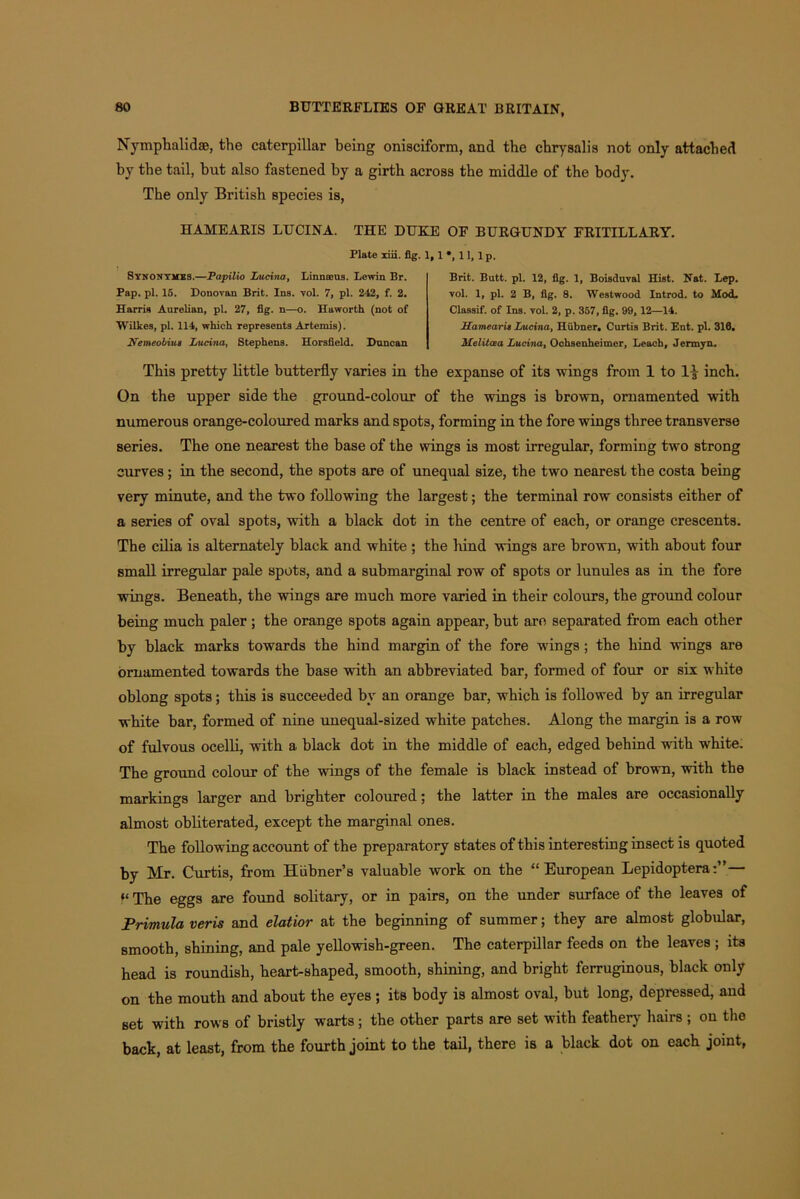 Nymphalidae, the caterpillar being onisciform, and the chrysalis not only attached by the tail, but also fastened by a girth across the middle of the body. The only British species is, HAMEARIS LUCINA. THE DUKE OF BURGUNDY FRITILLARY. Plate xiii. fig. 1,1 *, 11, lp. Stnontmbs.—Papilio Lucina, Linnseus. Lewin Br. Pap. pi. 15. Donovan Brit. Ins. vol. 7, pi. 242, f. 2. Harris Aurelian, pi. 27, fig. n—o. Haworth (not of Wilkes, pi. 114, which represents Artemis). Nemeobiua Lucina, Stephens. Horsfield. Duncan Brit. Butt. pi. 12, fig. 1, Boisduval Hist. Nat. Lep. vol. 1, pi. 2 B, fig. 8. Westwood Introd. to Mod. Classif. of Ins. vol. 2, p. 357, fig. 99,12—14. Hameari* Lucina, Hubner. Curtis Brit. Ent. pi. 310. Melitcea Lucina, Ochsenheimer, Leach, Jermyn. This pretty little butterfly varies in the expanse of its wings from 1 to inch. On the upper side the ground-colour of the wings is brown, ornamented with numerous orange-coloured marks and spots, forming in the fore wings three transverse series. The one nearest the base of the wings is most irregular, forming two strong curves; in the second, the spots are of unequal size, the two nearest the costa being very minute, and the two following the largest; the terminal row consists either of a series of oval spots, with a black dot in the centre of each, or orange crescents. The cilia is alternately black and white ; the liind wings are brown, with about four small irregular pale spots, and a submarginal row of spots or lunules as in the fore wings. Beneath, the wings are much more varied in their colours, the ground colour being much paler ; the orange spots again appear, but are separated from each other by black marks towards the hind margin of the fore wings; the hind wings are ornamented towards the base with an abbreviated bar, formed of four or six white oblong spots; this is succeeded by an orange bar, which is followed by an irregular white bar, formed of nine unequal-sized white patches. Along the margin is a row of fulvous ocelli, with a black dot in the middle of each, edged behind -with white. The ground colour of the wings of the female is black instead of brown, with the markings larger and brighter coloured; the latter in the males are occasionally almost obliterated, except the marginal ones. The following account of the preparatory states of this interesting insect is quoted by Mr. Curtis, from Hiibner’s valuable work on the “European Lepidoptera— The eggs are found solitary, or in pairs, on the under surface of the leaves of Primula veris and elatior at the beginning of summer; they are almost globular, smooth, shining, and pale yellowish-green. The caterpillar feeds on the leaves ; its head is roundish, heart-shaped, smooth, shining, and bright ferruginous, black only on the mouth and about the eyes; its body is almost oval, but long, depressed, and set with rows of bristly warts; the other parts are set with feathery hairs ; on the back, at least, from the fourth joint to the tail, there is a black dot on each joint,