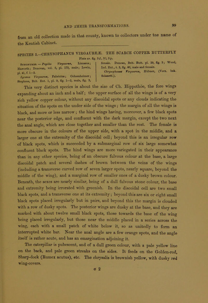 from an old collection made in that county, known to collectors under tne name of the Kentish Cabinet. SPECIES 5.-CHRYSOPHANUS YIRGAUREiE. THE SCARCE COPPER BUTTERFLY Syuonymks. — Papilio VirgcuLVGcr., Haworth; Donovan, vol. 5, pi. 173, male; Lewin, pi. 41, f. 1—3. Lt/ccena Virgauretz, Fabricius; Oehsenheimer; Stephens, Brit. Ent. 1, pi. 9, fig. 1—2, male, fig. 3, female. Duncan, Brit. Butt. pi. 29, fig. 3; Ind. Ent., t. 3, fig. 60, male and female. Chrysophama Tirgaurece, Hiibner, (Verz. Schmett.). Plate xv. fig. 3 $, 31, 3 p. Linnaeus; Wood, bek. This very distinct species is about the size of Ch. Hippothoe, the fore wings expanding about an inch and a half; the upper surface of all the wings is of a very rich yellow copper colour, without any discoidal spots or any clouds indicating the situation of the spots on the under side of the wings ; the margin of all the wings is black, and more or less narrow ; the hind wings having, moreover, a few black spots near the posterior edge, and confluent with the dark margin, except the two next the anal angle, which are close together and smaller than the rest. The female is more obscure in the colours of the upper side, with a spot in the middle, and a larger one at the extremity of the discoidal cell; beyond this is an irregular row of black spots, which is succeeded by a submarginal row of six large somewhat confluent black spots. The hind wings are more variegated in their appearance than in any other species, being of an obscure fulvous colour at the base, a large discoidal patch and several dashes of brown between the veins of the wings (including a transverse curved row of seven larger spots, nearly square, beyond the middle of the wing), and a marginal row of smaller ones of a dusky brown colour. Beneath, the sexes are nearly similar, being of a dull fulvous stone colour, the base and extremity being irrorated with greenish. In the discoidal cell are two small black spots, and a transverse one at its extremity; beyond this are six or eight small black spots placed irregularly but in pairs, and beyond this the margin is clouded with a row of dusky spots. The posterior wings are dusky at the base, and they are marked with about twelve small black spots, those towards the base of the wing being placed irregularly, but those near the middle placed in a series across the wing, each with a small patch of white below it, so as unitedly to form an interrupted white bar. Near the anal angle are a few orange spots, and the angle itself is rather acute, and has an emargination adjoining it. The caterpillar is pubescent, and of a dull green colour, with a pale yellow line on the back, and pale green streaks on the sides. It feeds on the Golden-rod, Sharp-dock (Rumex acutus), etc. The chrysalis is brownish yellow, with dusky red wing-covers. o 2